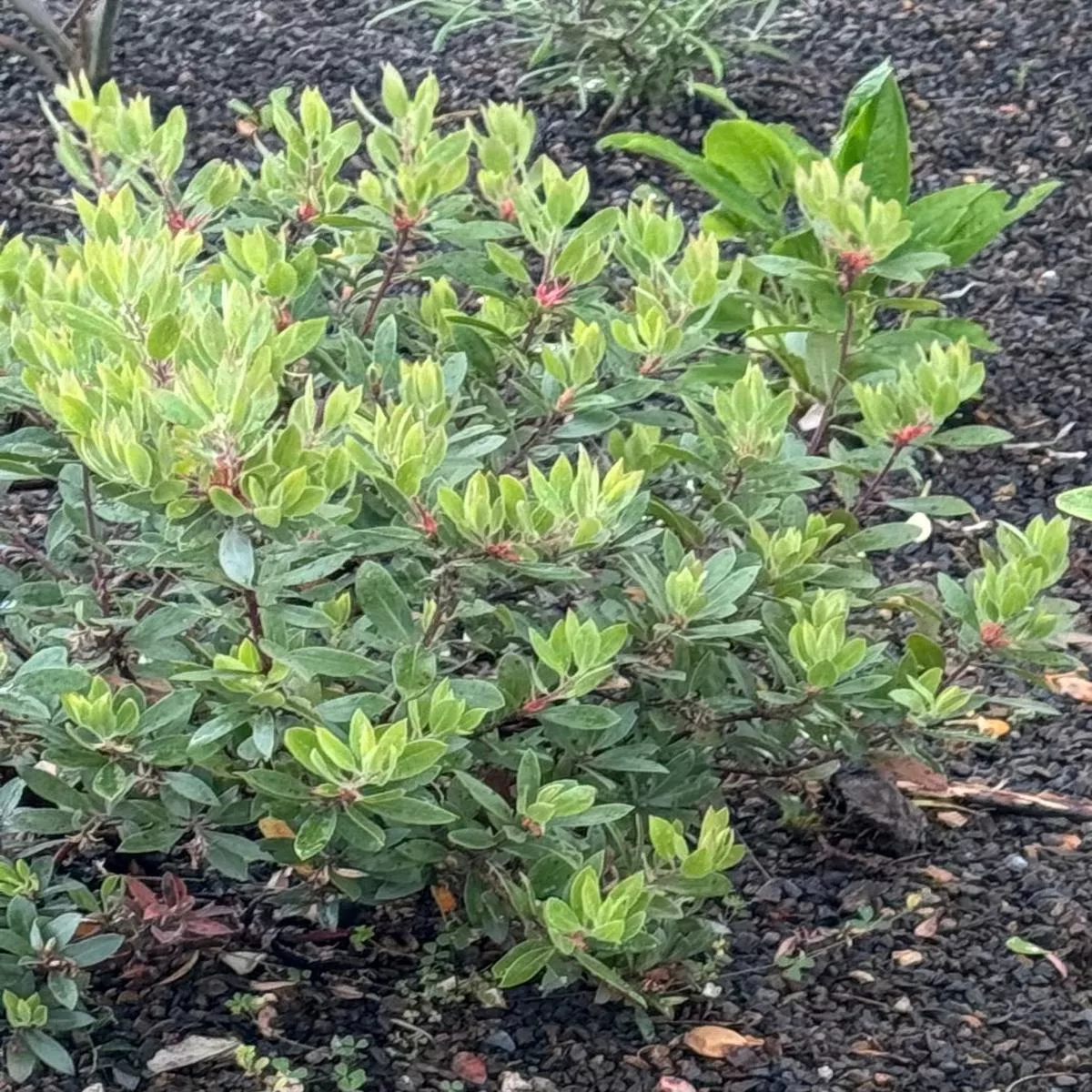 *RETAIL – Arctostaphylos’Pacific Mist ’