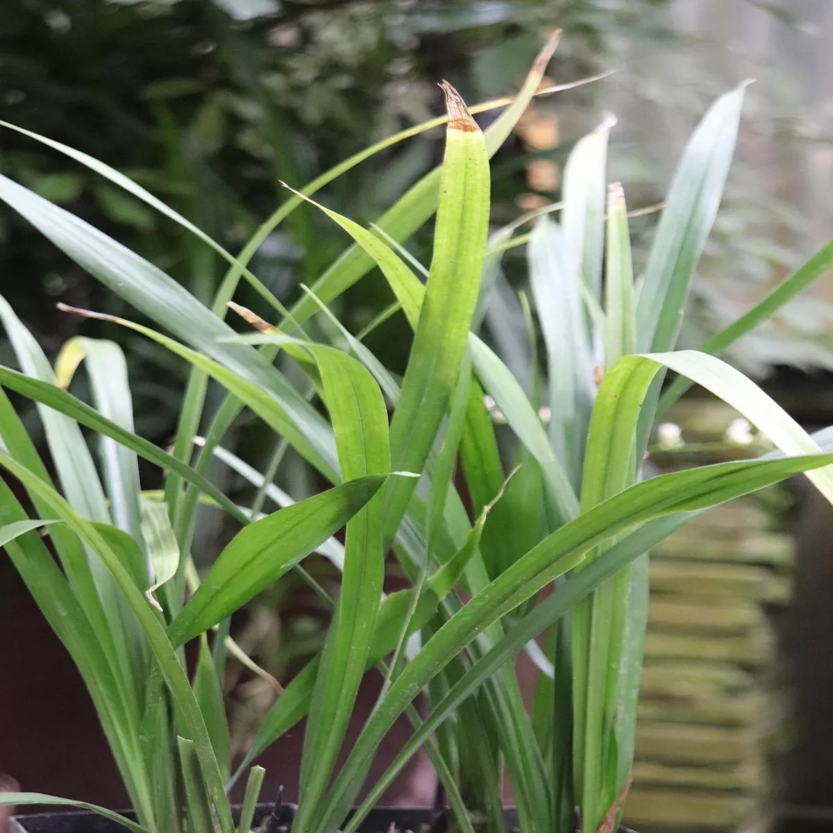 *RETAIL – Aspidistra caespitosa’Jade Ribbons ’