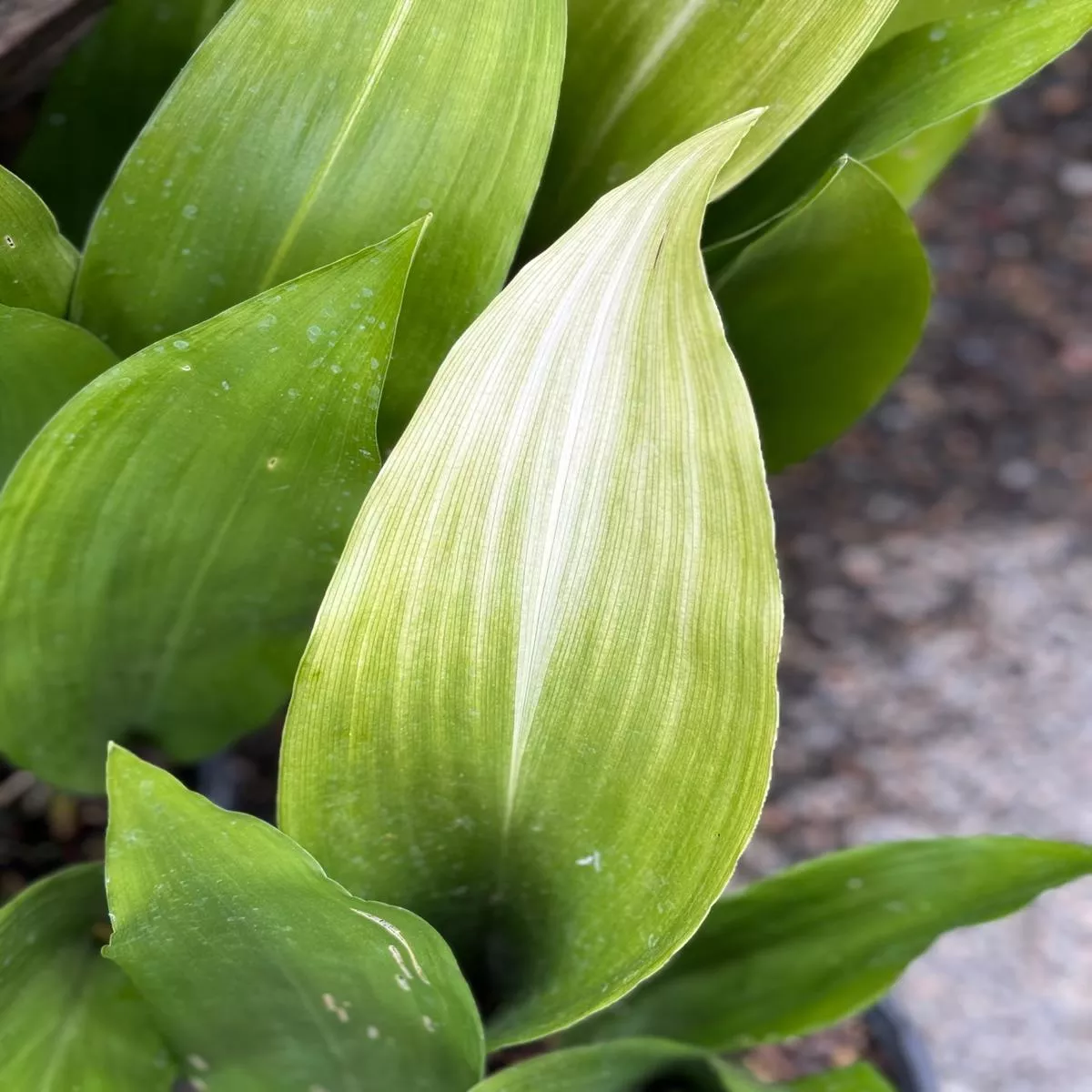*RETAIL – Aspidistra elatior’Asahi ’