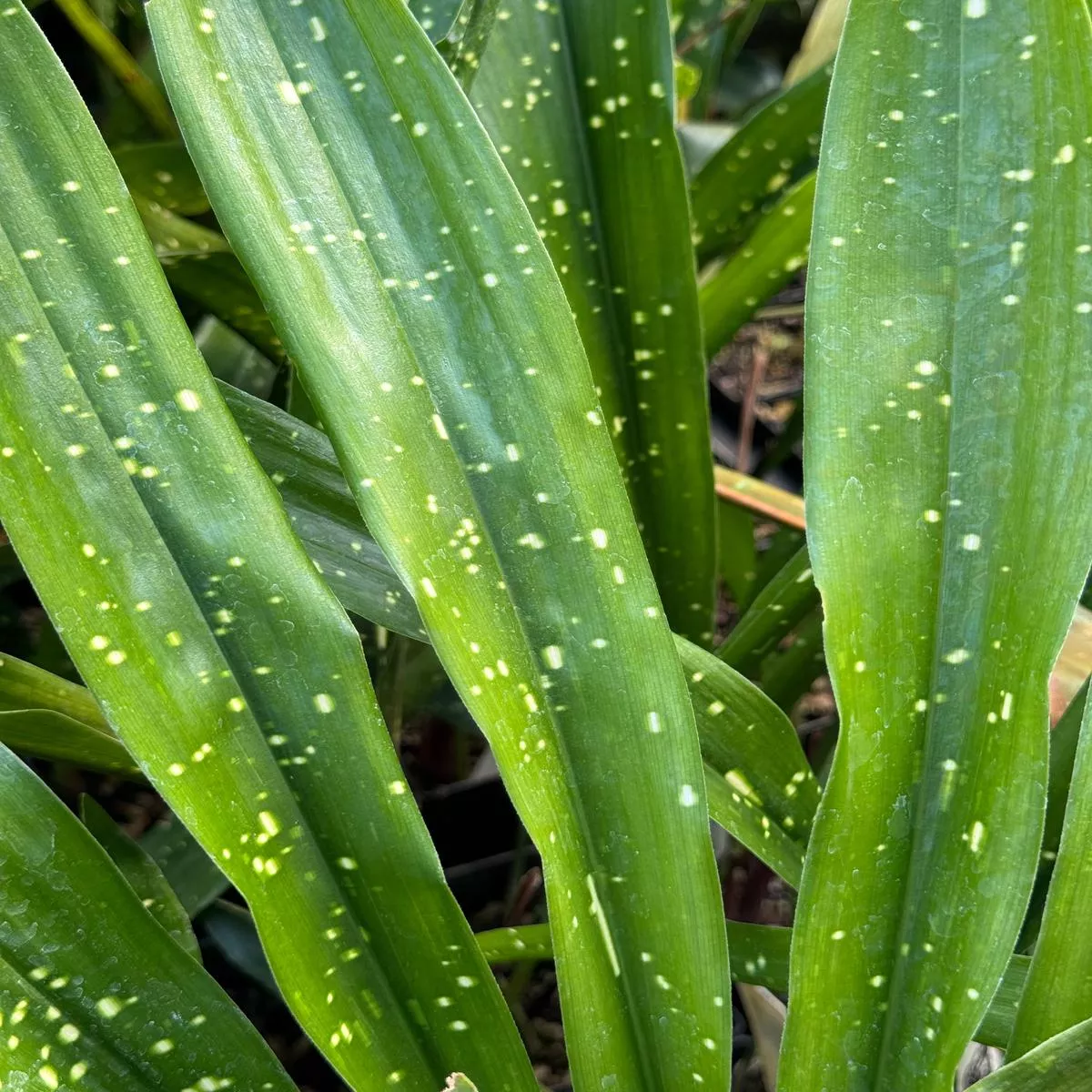*RETAIL – Aspidistra lurida’Ginga ’