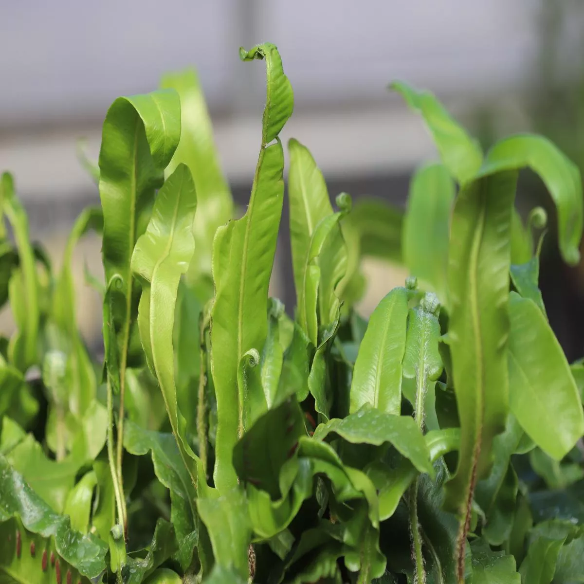 *RETAIL – Asplenium scolopendrium’Undulatum ’