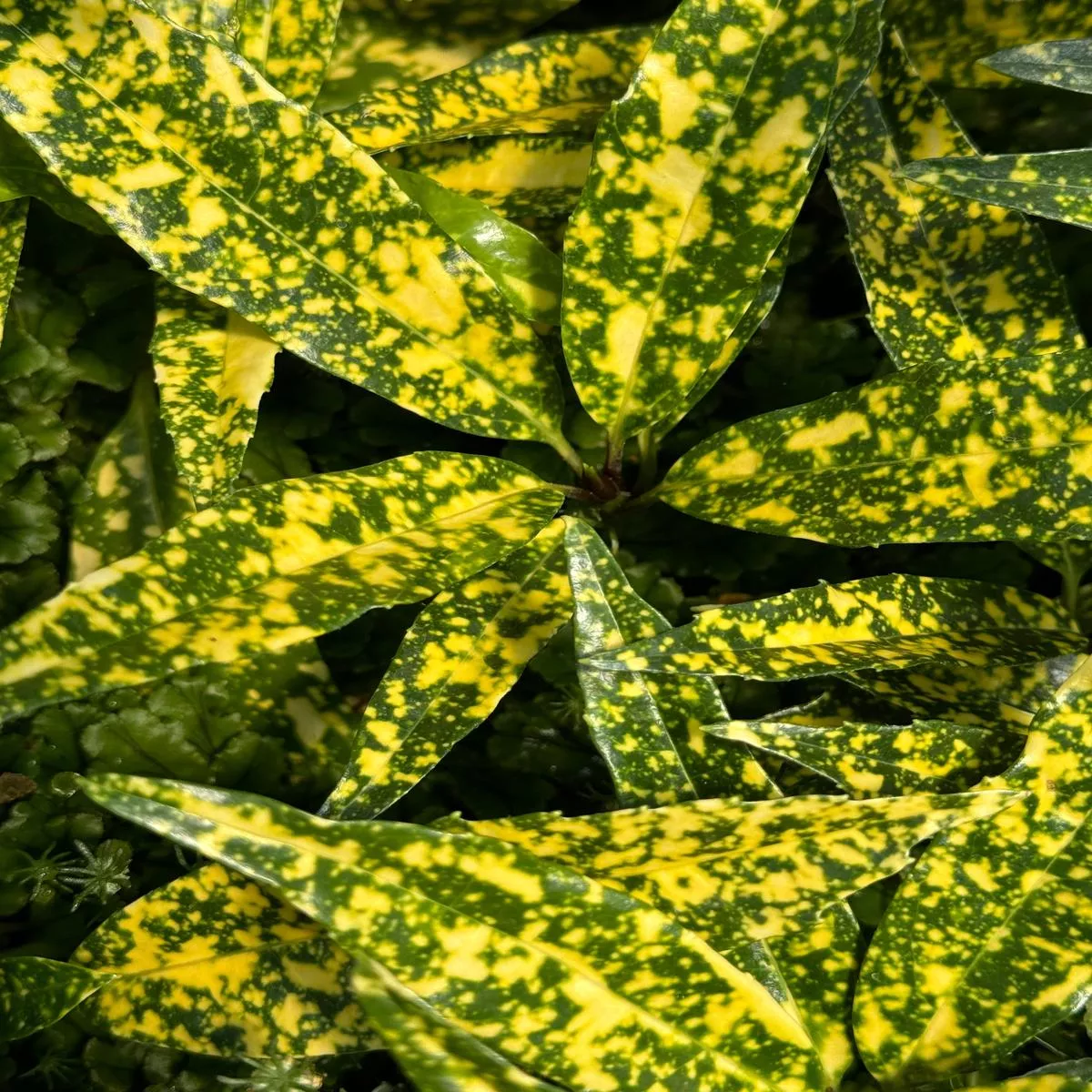 *RETAIL – Aucuba japonica’Oz ’