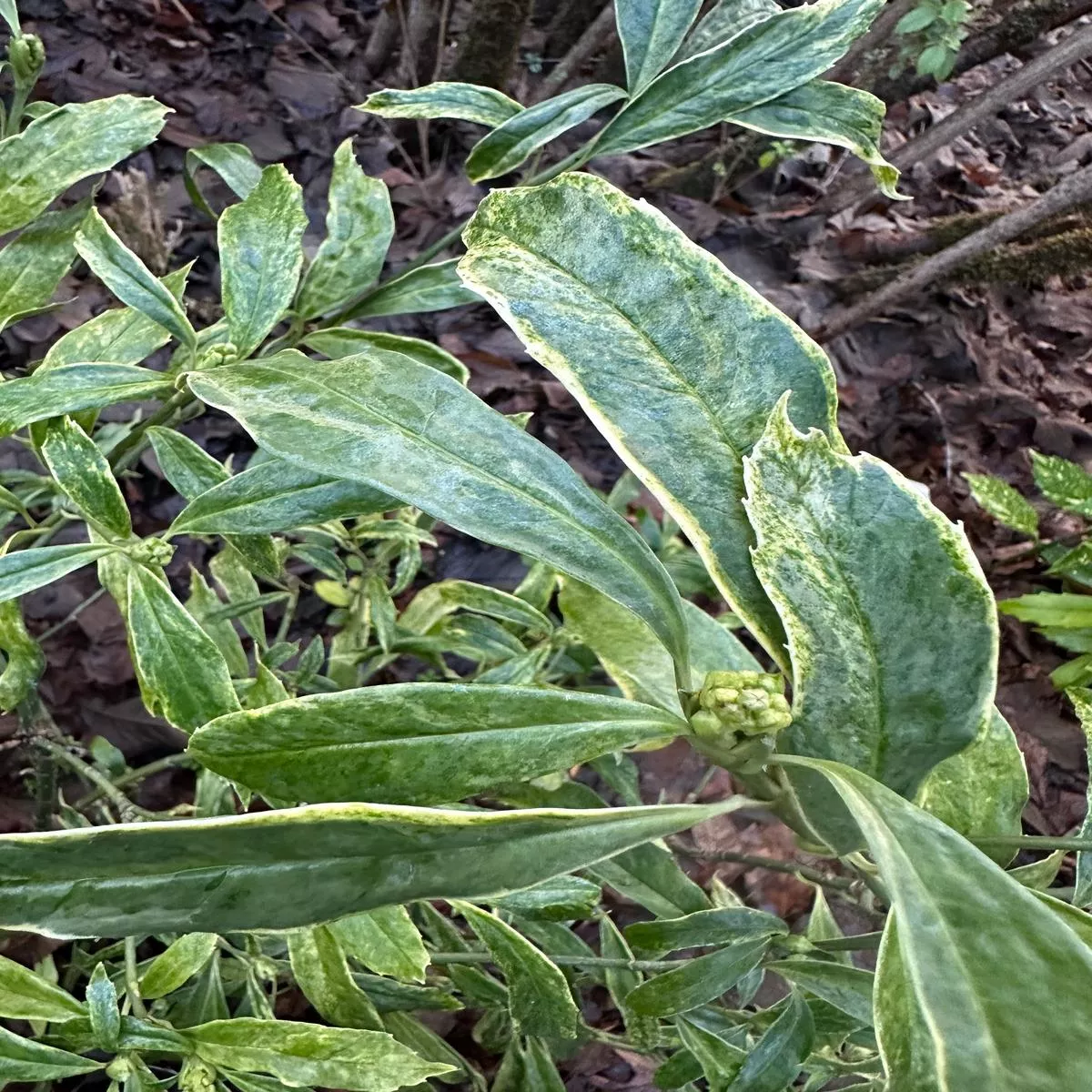 *RETAIL – Aucuba japonica’Pepper Cream ’