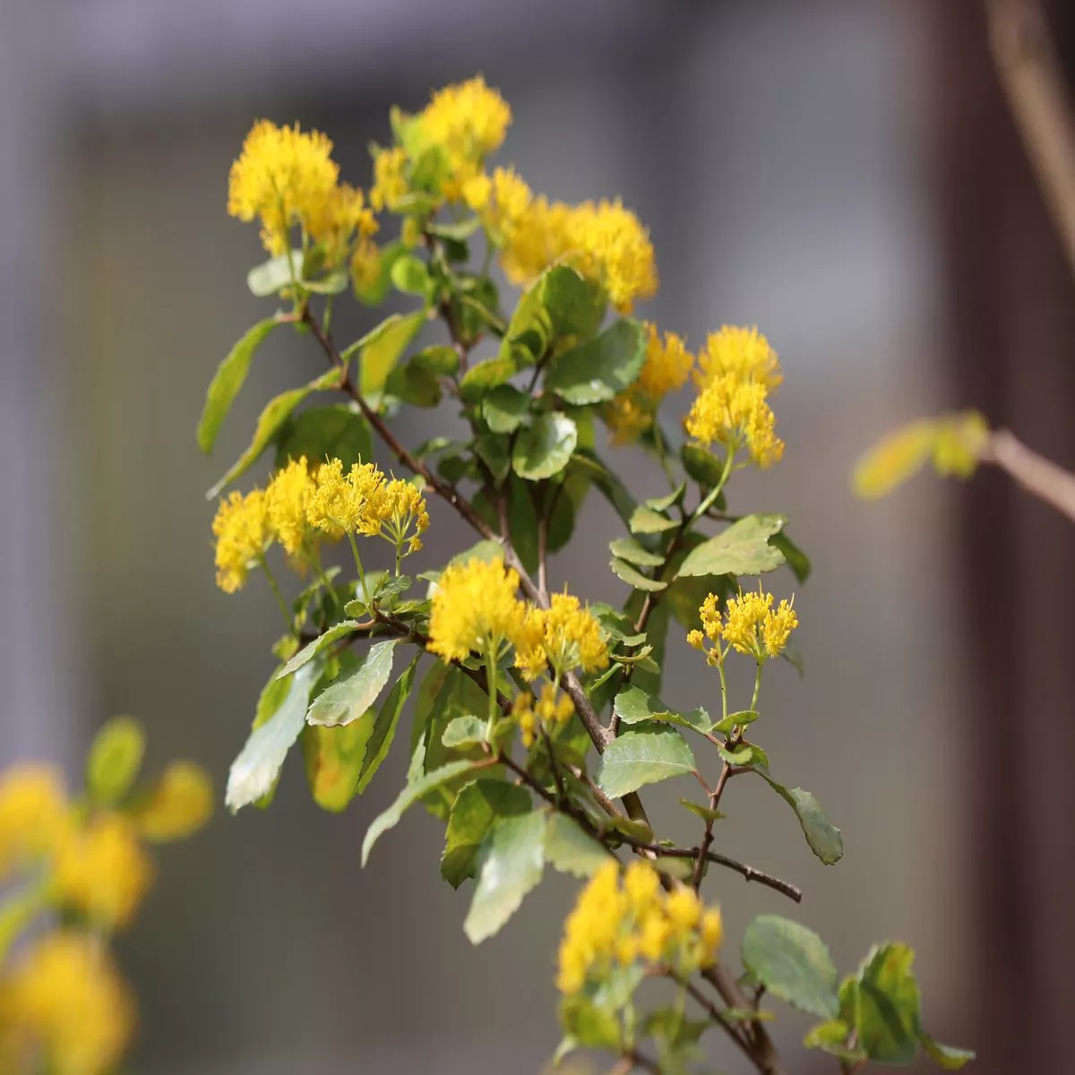 *RETAIL – Azara dentata