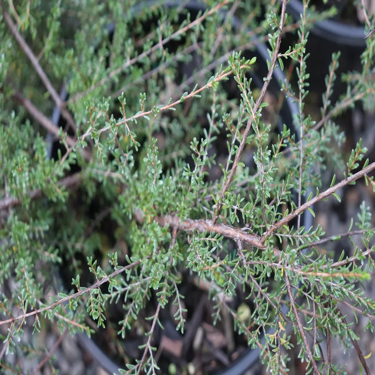 *RETAIL – Baeckea gunniana