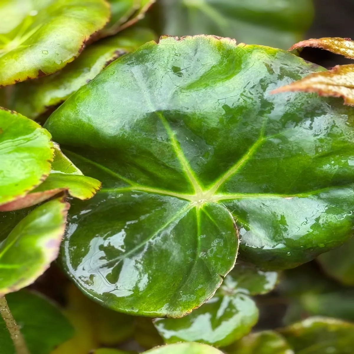 *RETAIL – Begonia erythrophylla