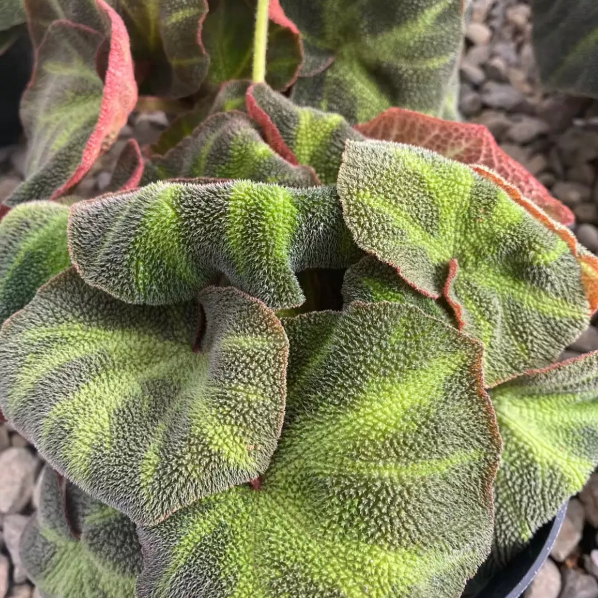 *RETAIL – Begonia soli-mutata