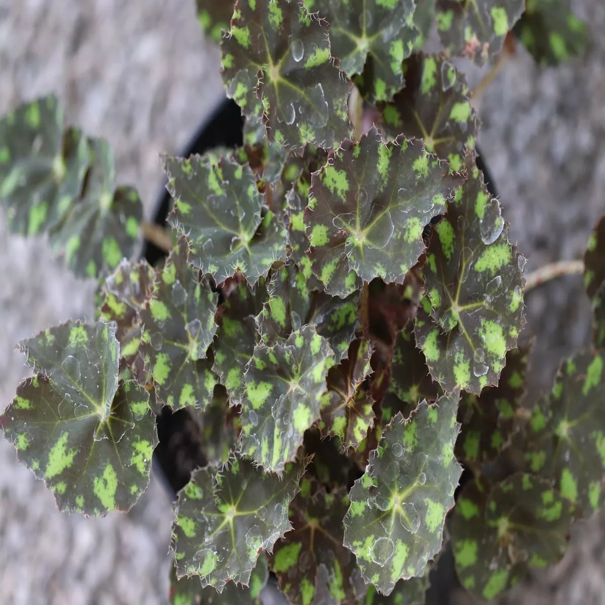 *RETAIL – Begonia’Tiger Paws ’