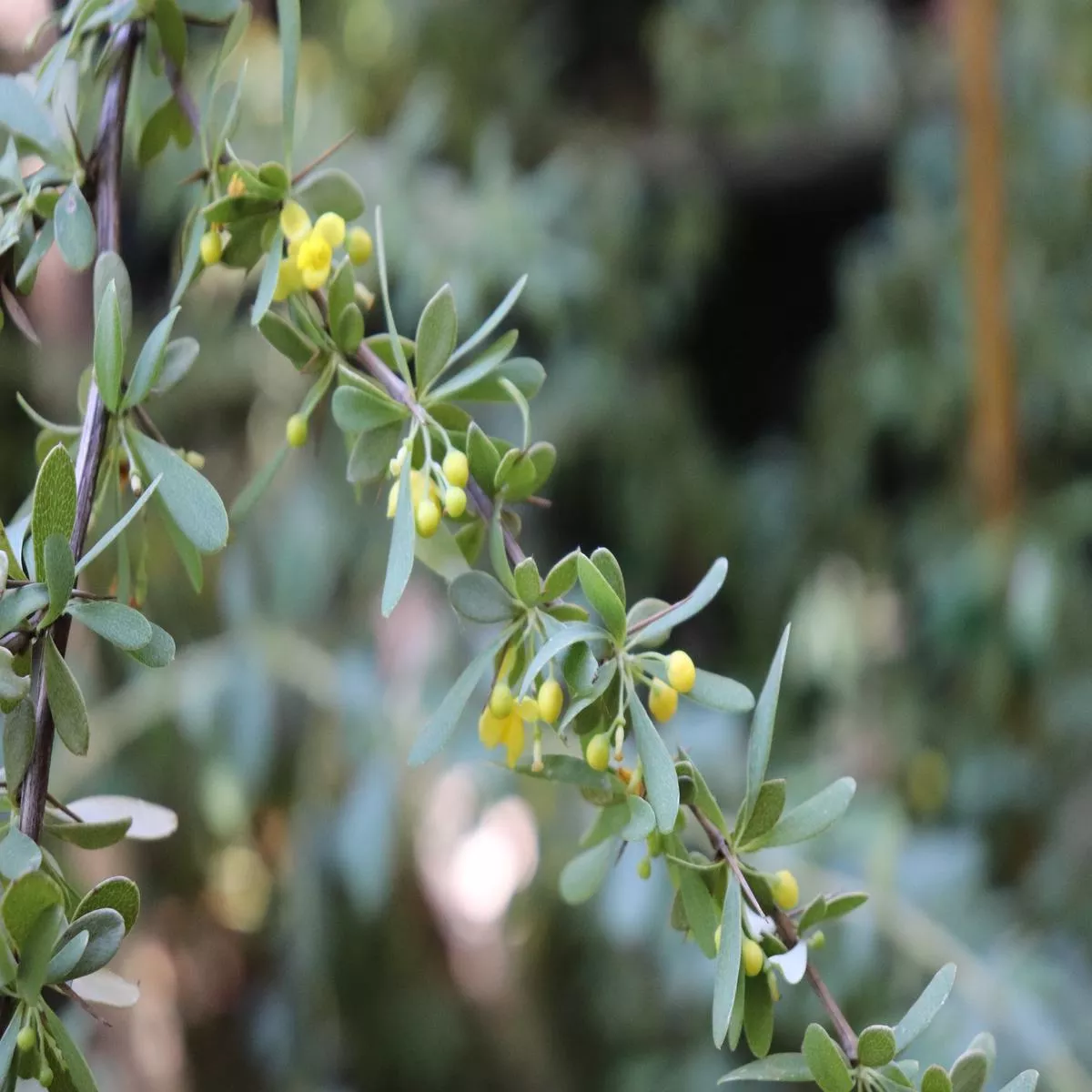 *RETAIL – Berberis wilsoniae