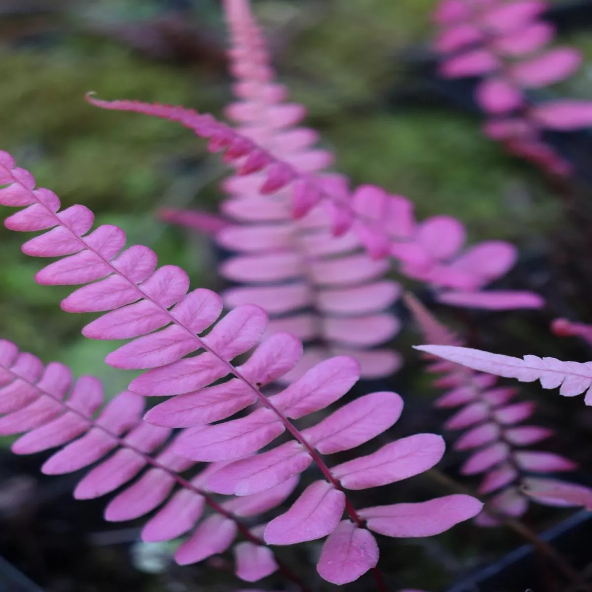 *RETAIL – Blechnum occidentale