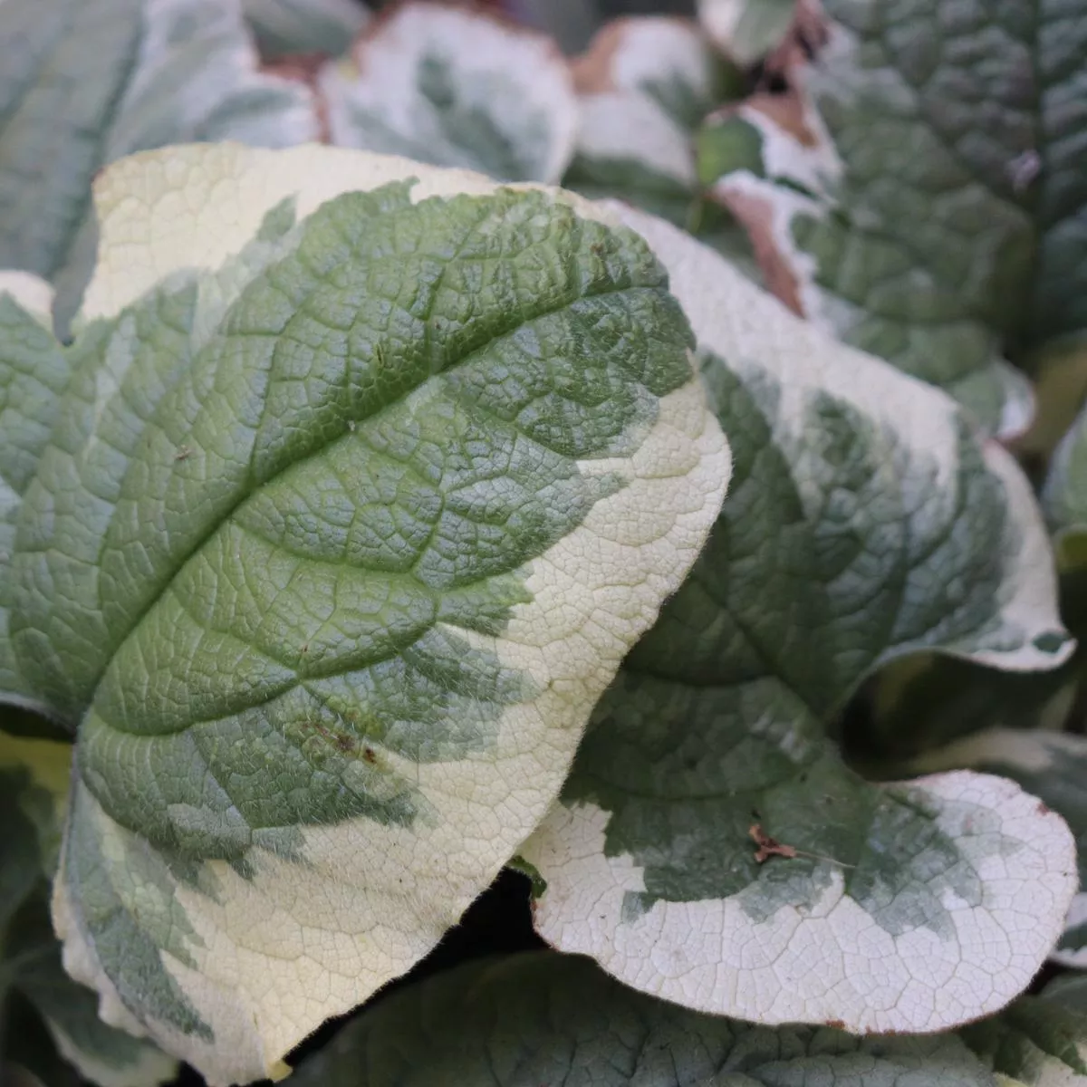 *RETAIL – Brunnera macrophylla’Variegata ’