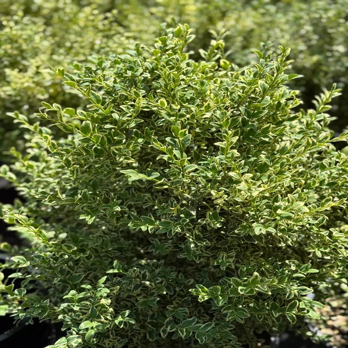 *RETAIL – Buxus sempervirens’Variegata ’