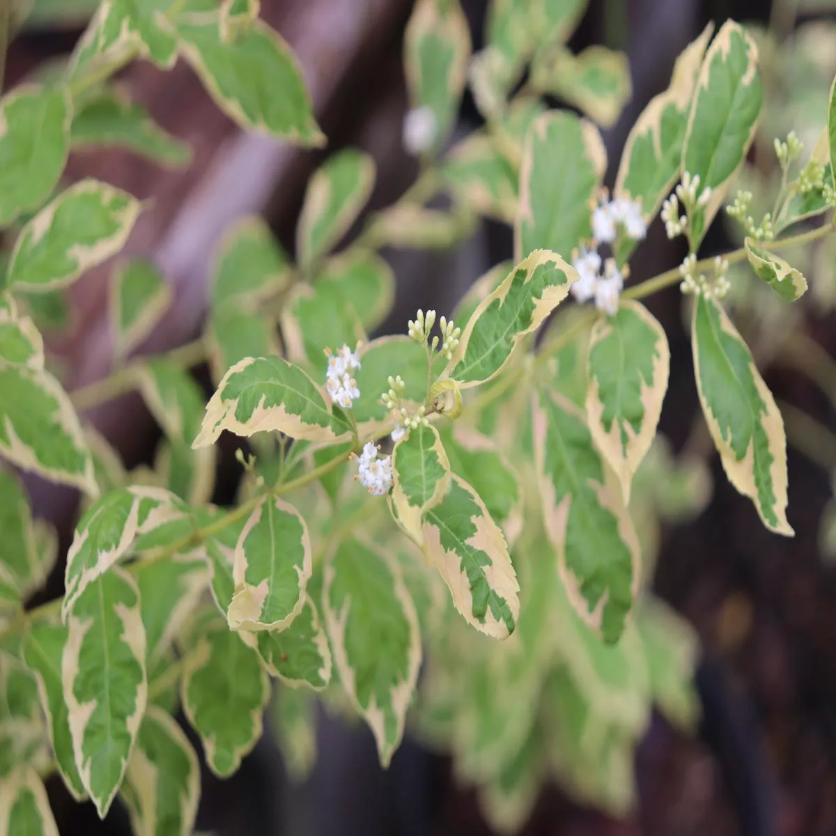 *RETAIL – Callicarpa dichotoma’Duet ’