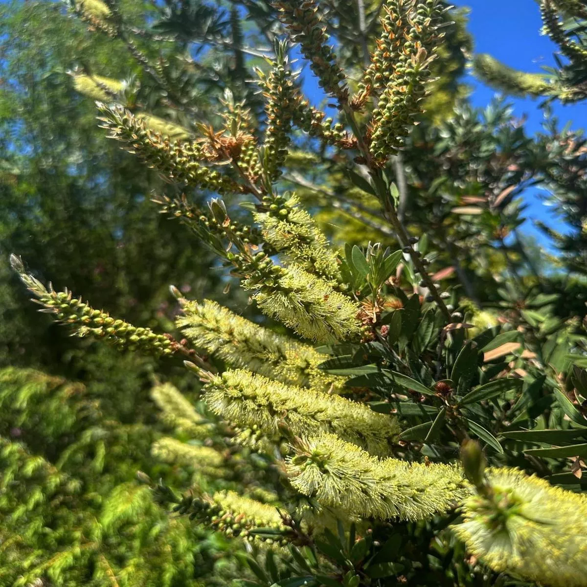 *RETAIL – Callistemon pallidus’Best Blue ’