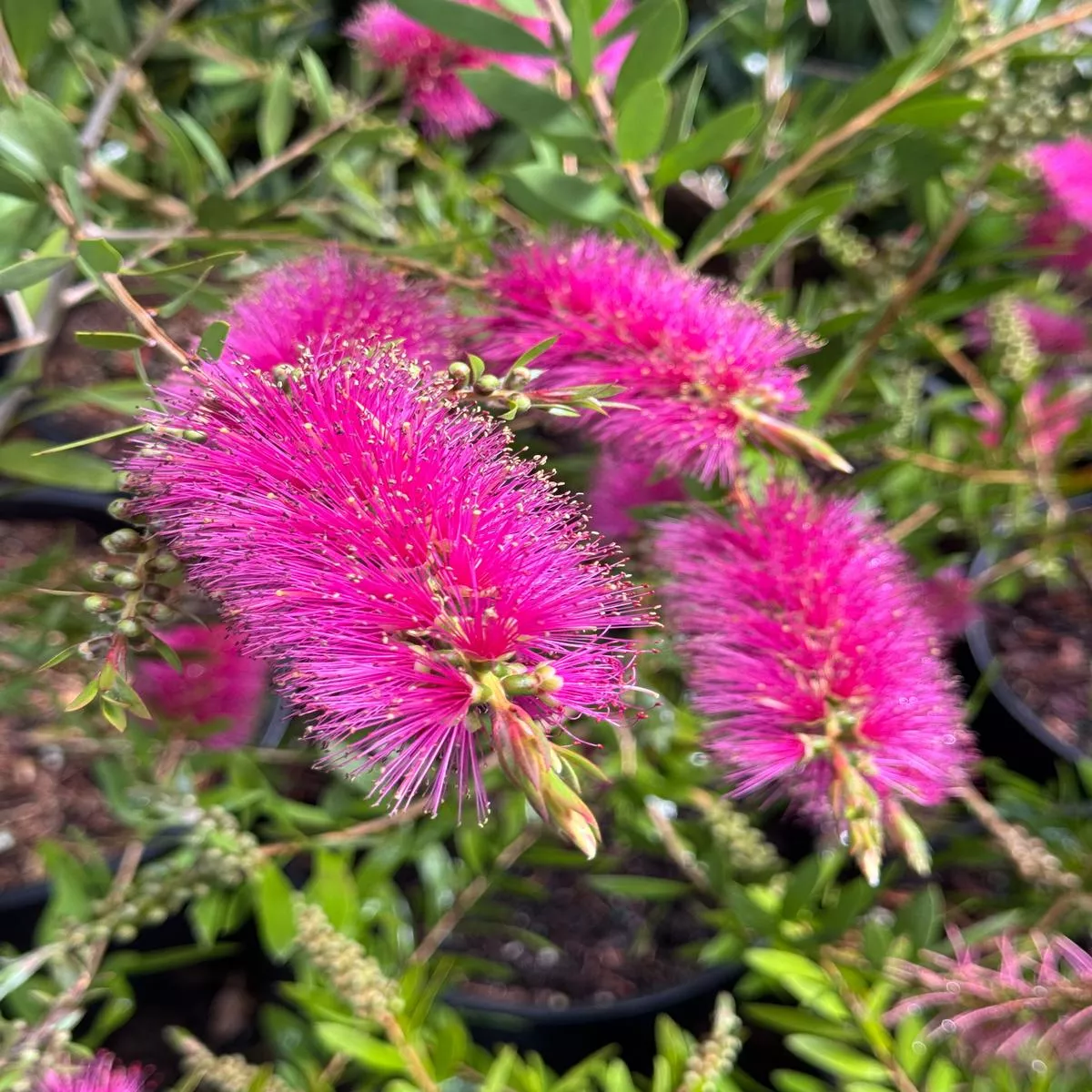 *RETAIL – Callistemon pallidus’Bob Frank ’