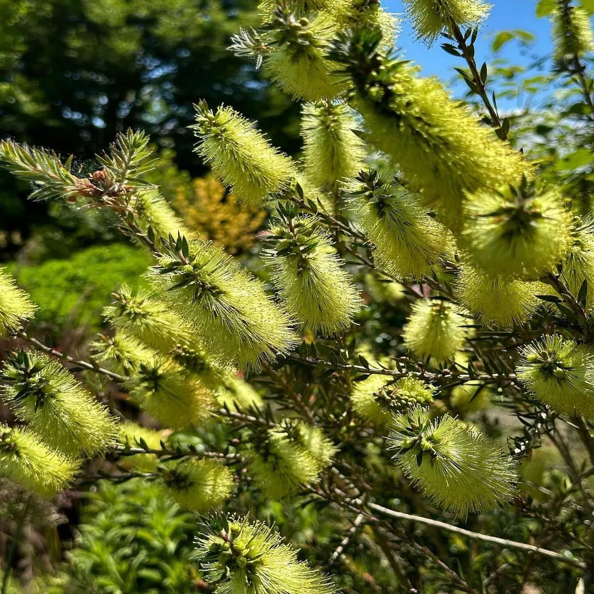 *RETAIL – Callistemon viridiflorus
