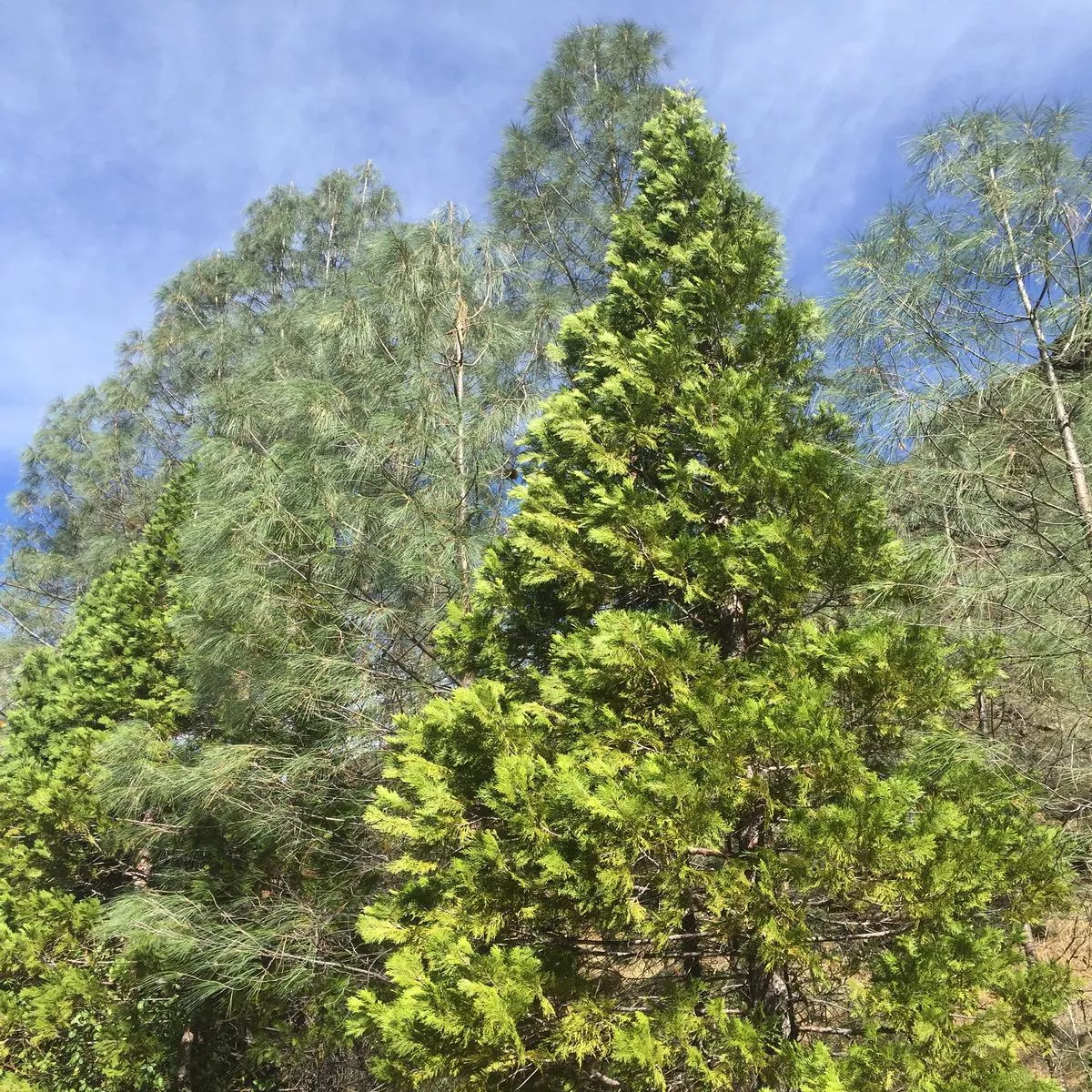 *RETAIL – Calocedrus decurrens