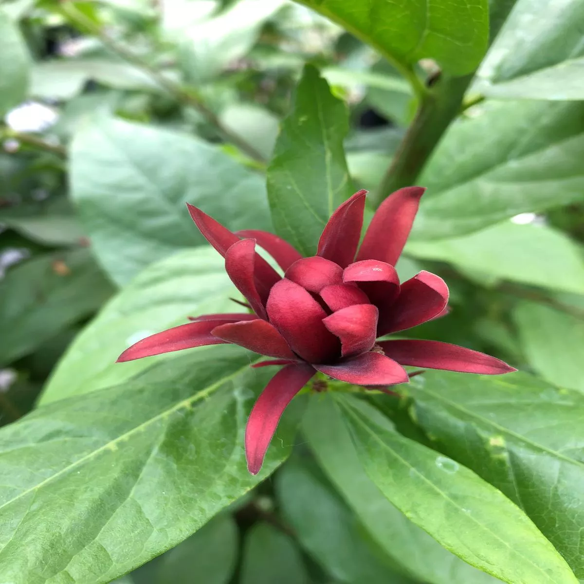 *RETAIL – Calycanthus occidentalis