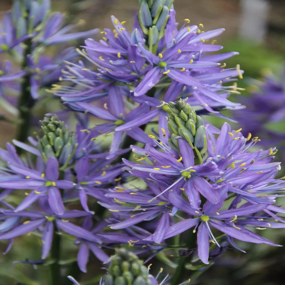 *RETAIL – Camassia leichtlinii