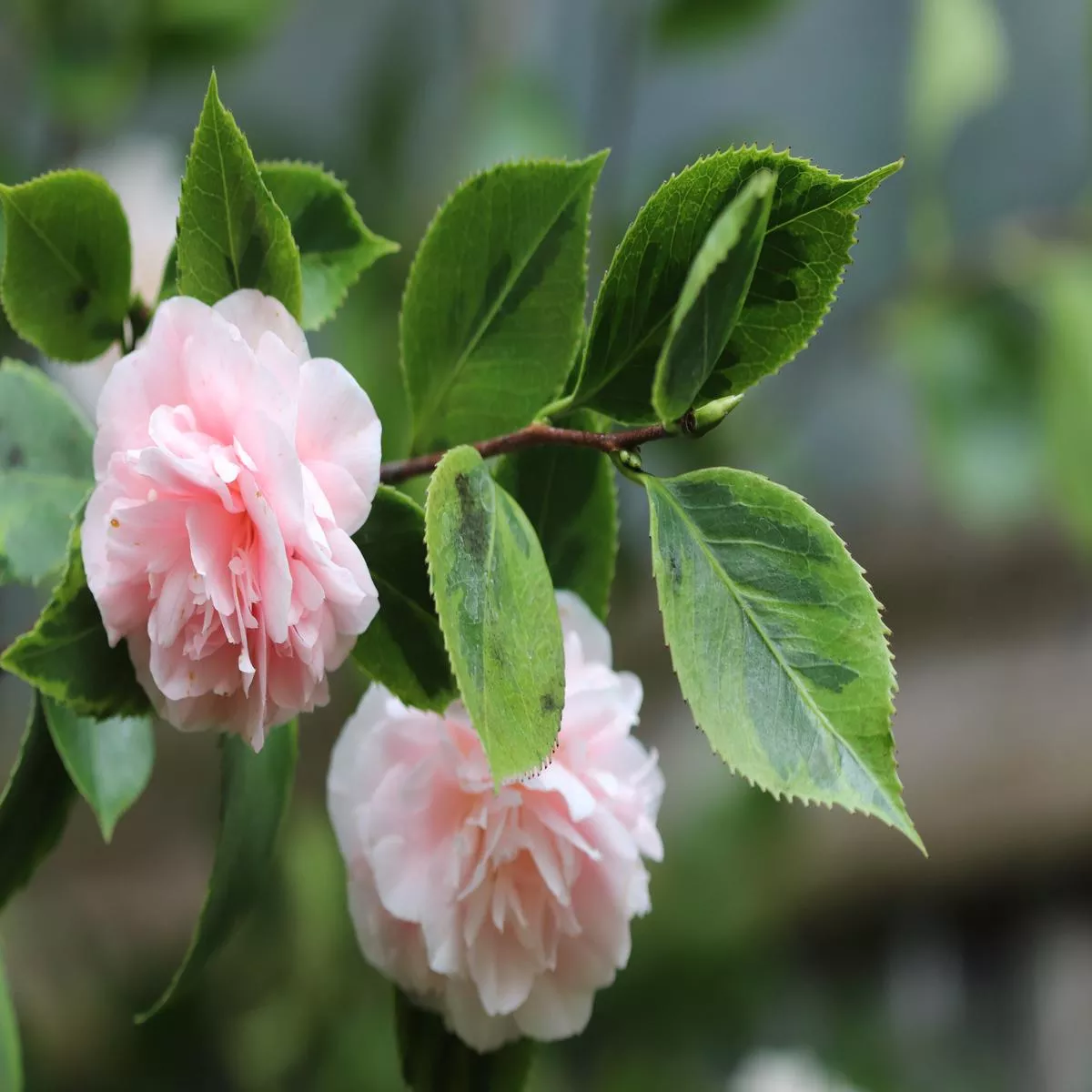 *RETAIL – Camellia’Debutante Benton ’