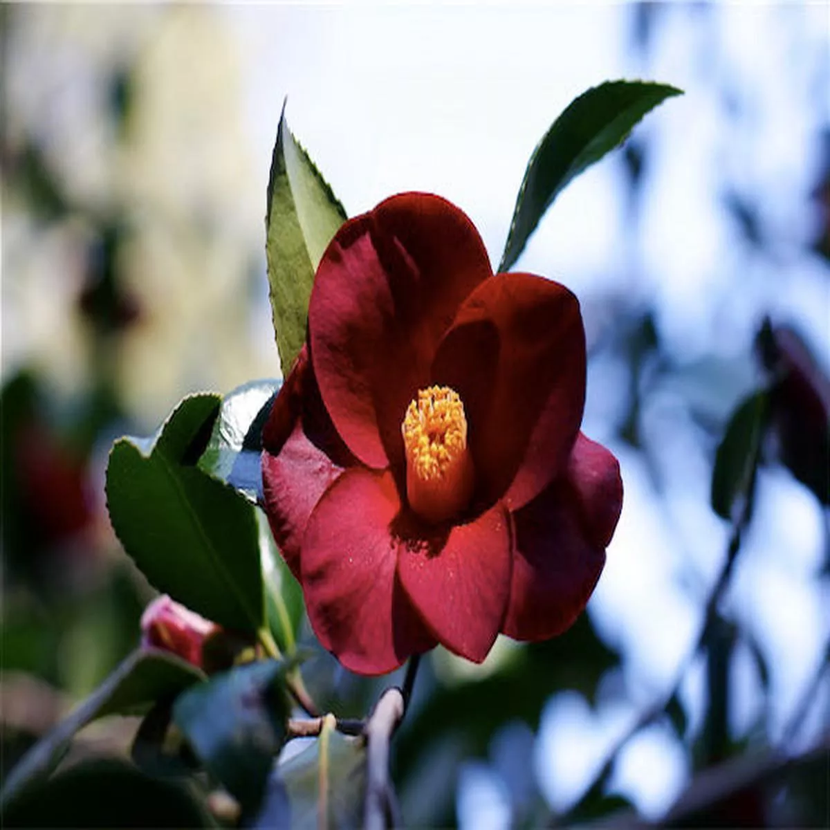 *RETAIL – Camellia japonica’Black Magic ’