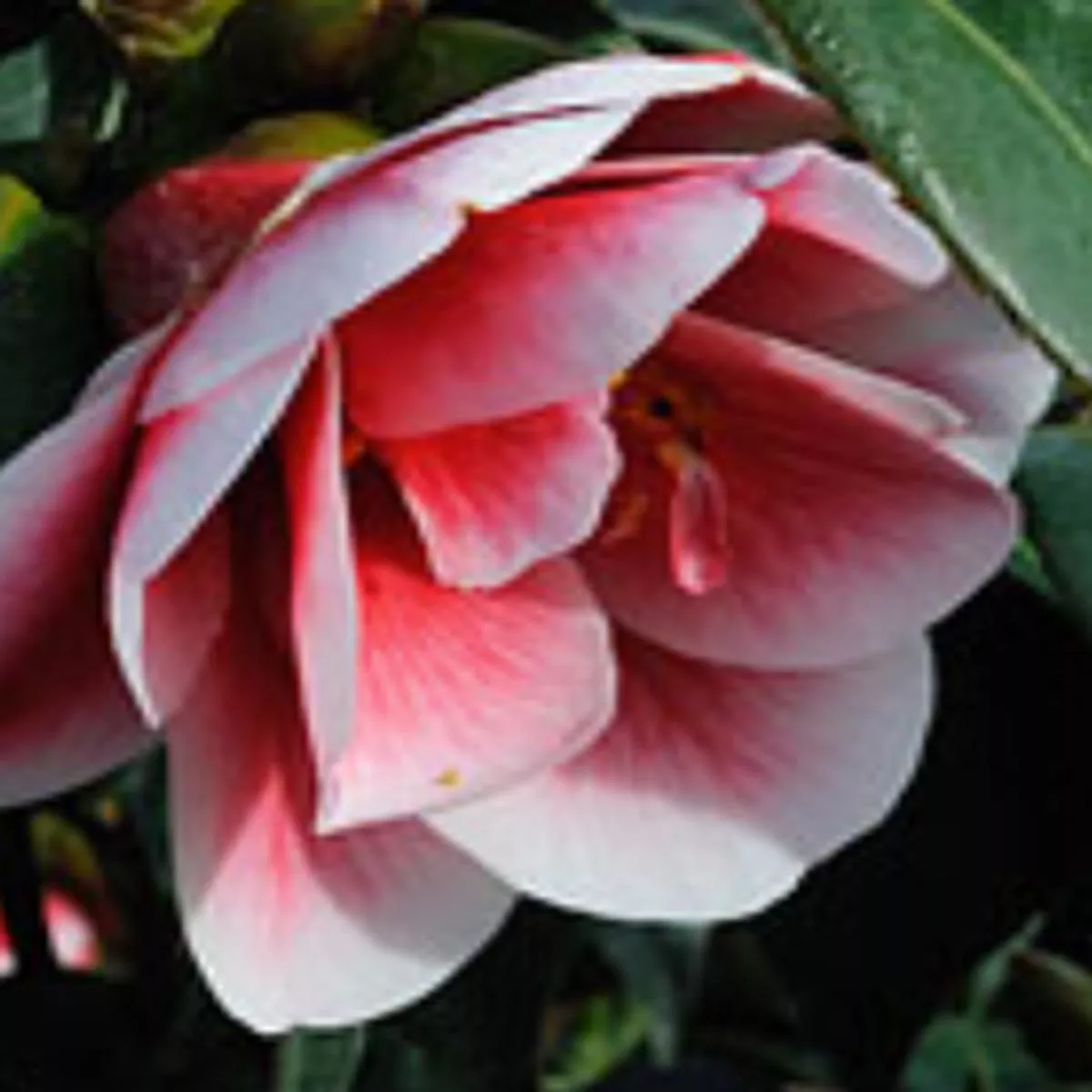 *RETAIL – Camellia’Tama Peacock ’
