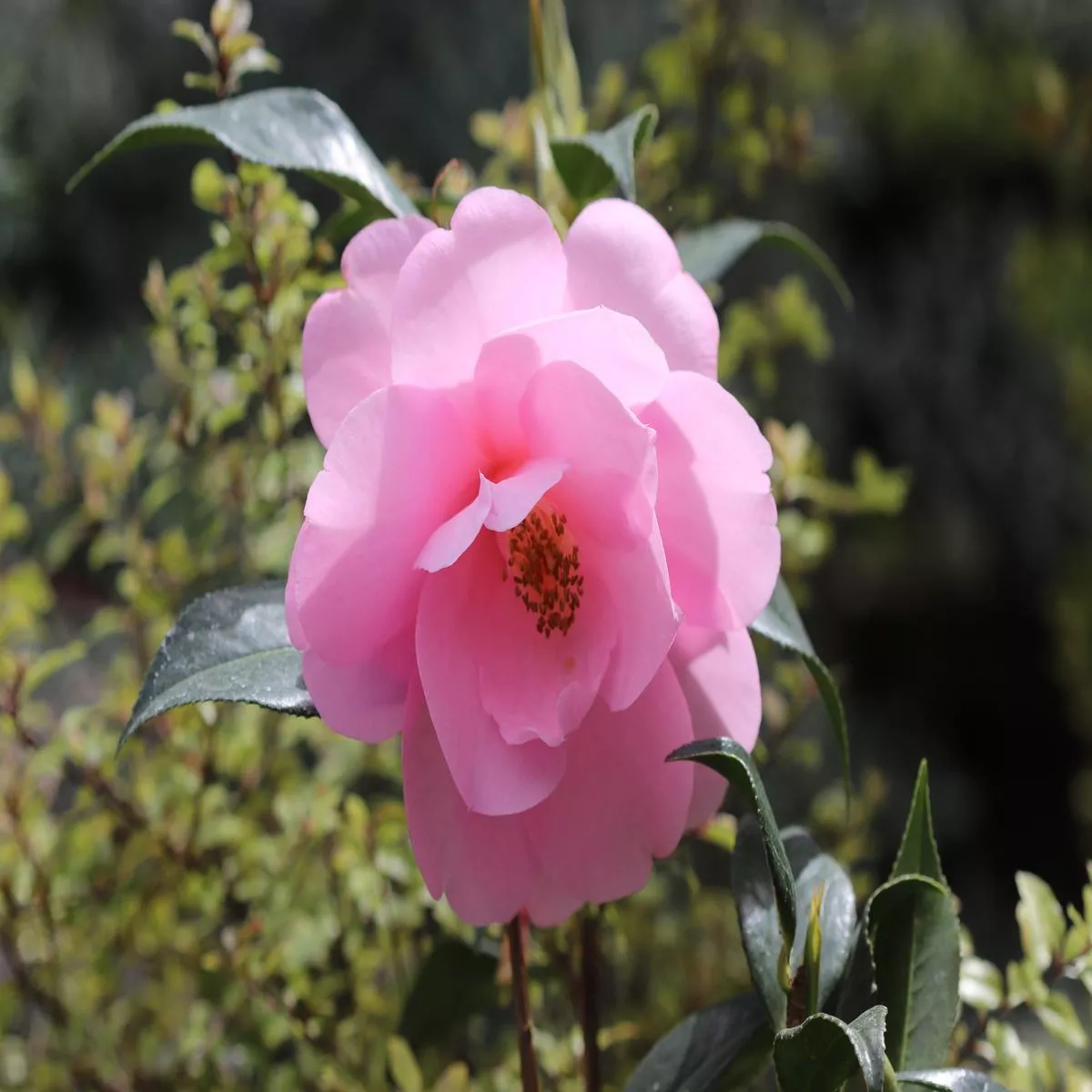 *RETAIL – Camellia x’Taylor ’s Perfection ’