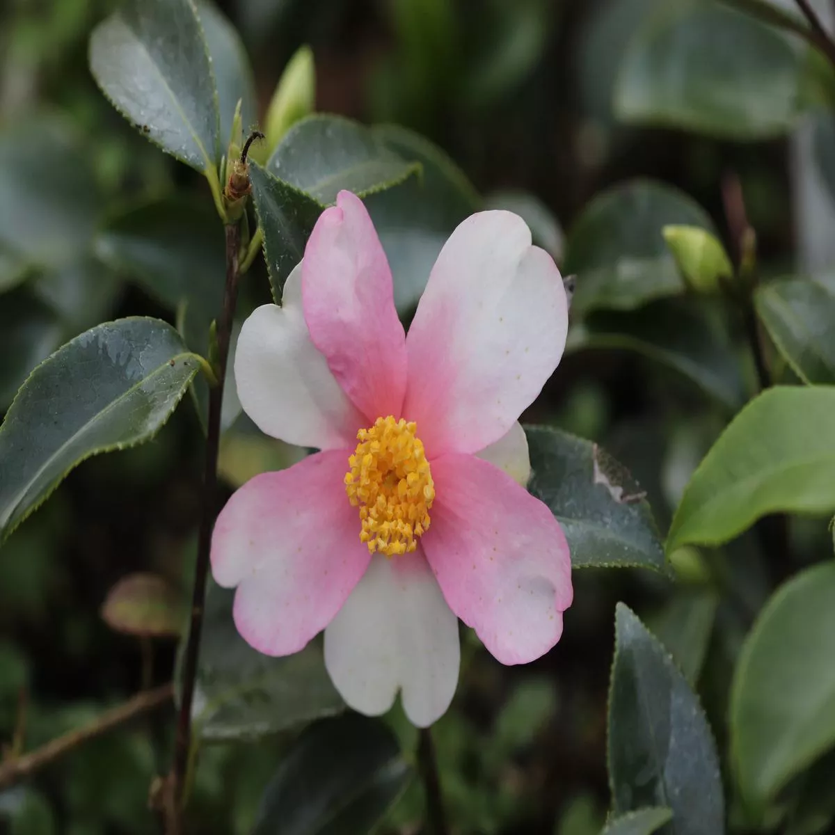 *RETAIL – Camellia x’Yume ’