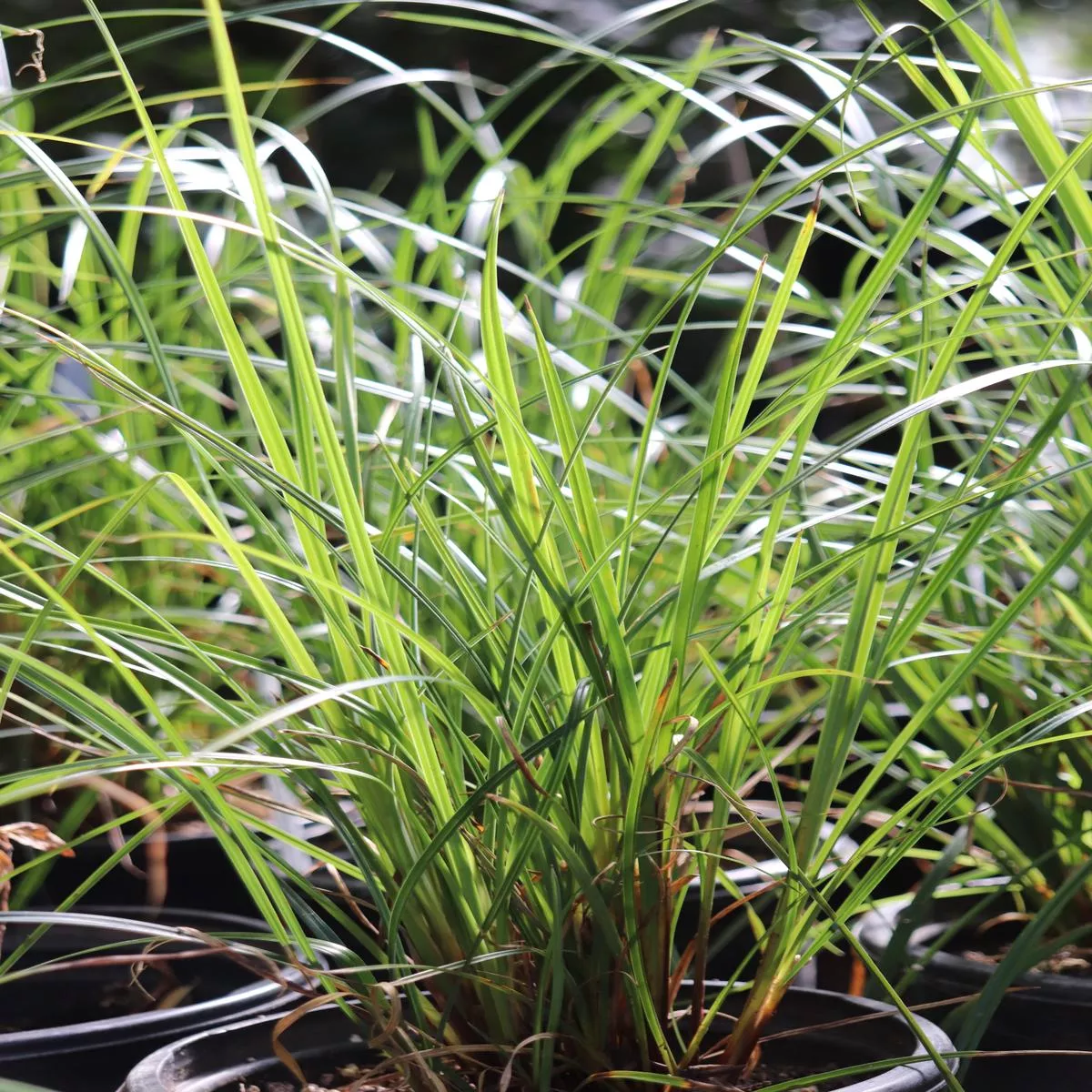 *RETAIL – Carex obnupta