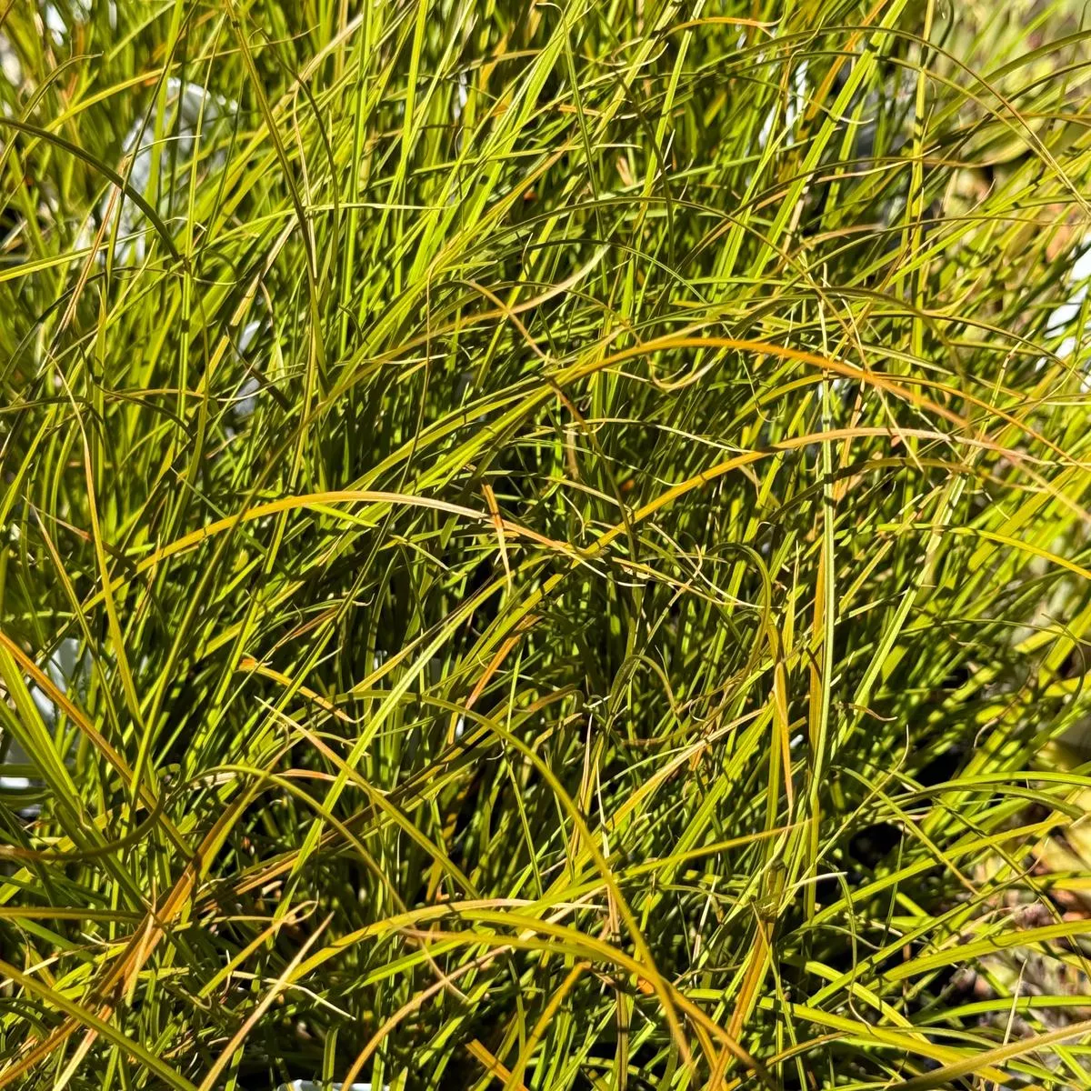 *RETAIL – Carex testacea’Prairie Fire ’