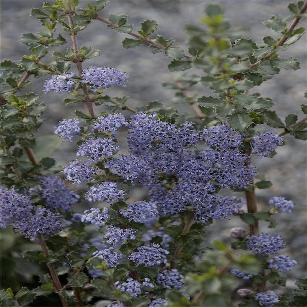 *RETAIL – Ceanothus’Blue Jeans ’