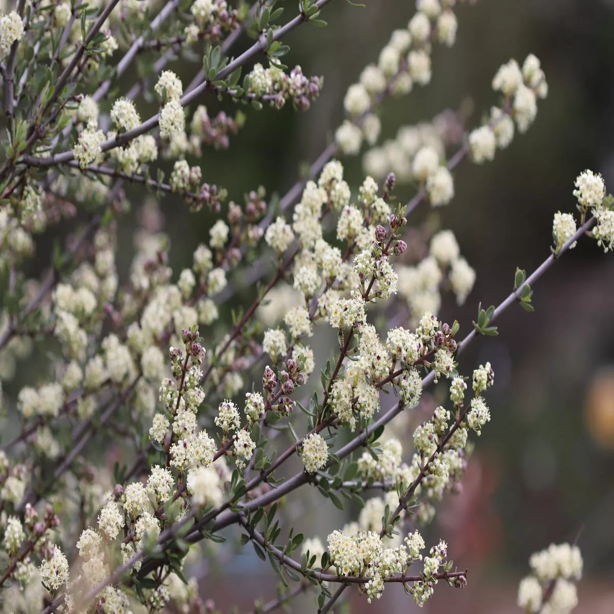 *RETAIL – Ceanothus cuneatus’Adair Village ’