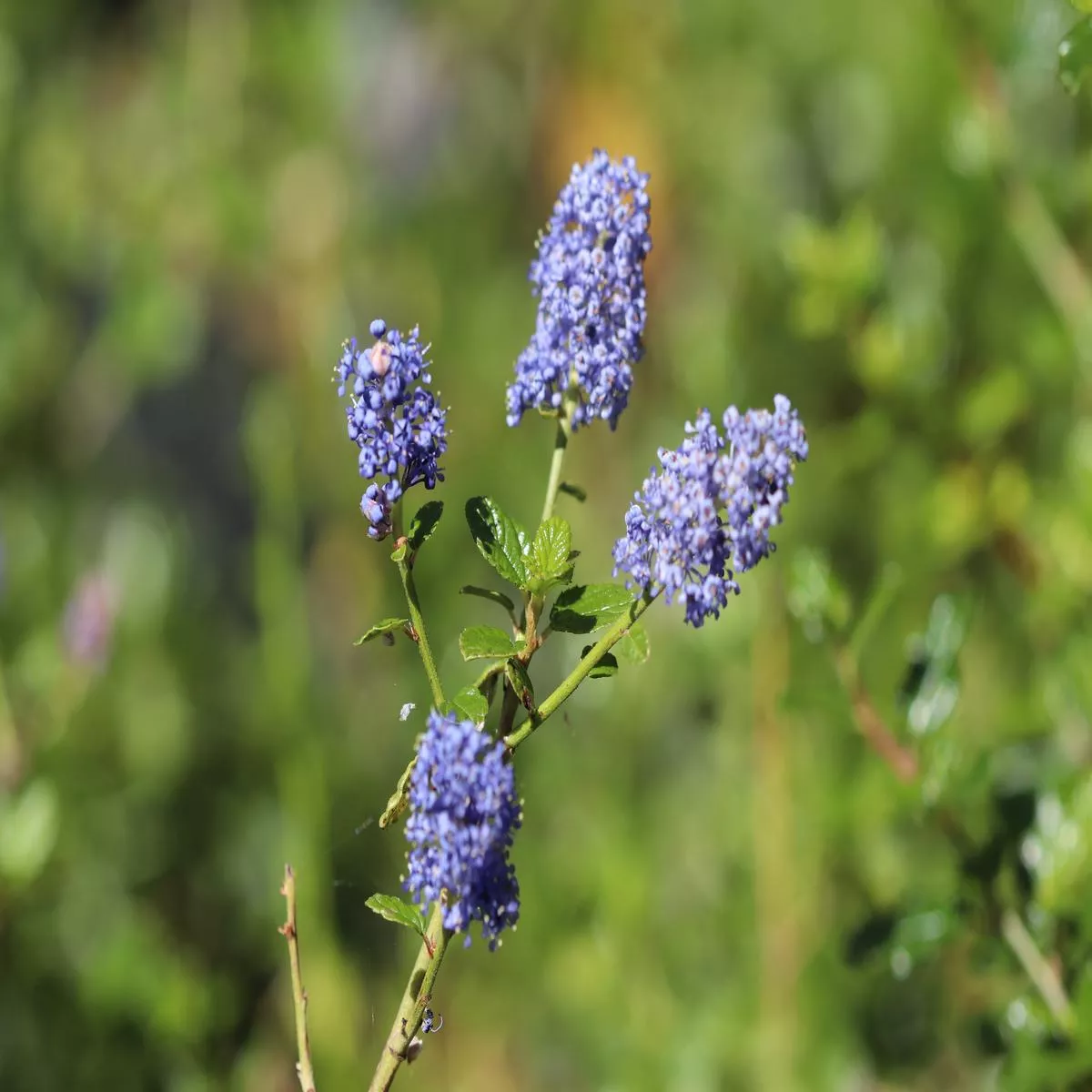 *RETAIL – Ceanothus’Frosty Blue ’