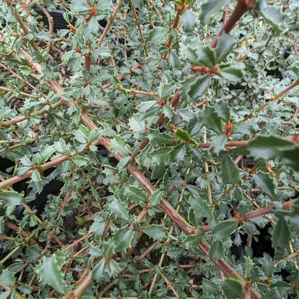 *RETAIL – Ceanothus gloriosus var. porrectus’Mt. Vision ’