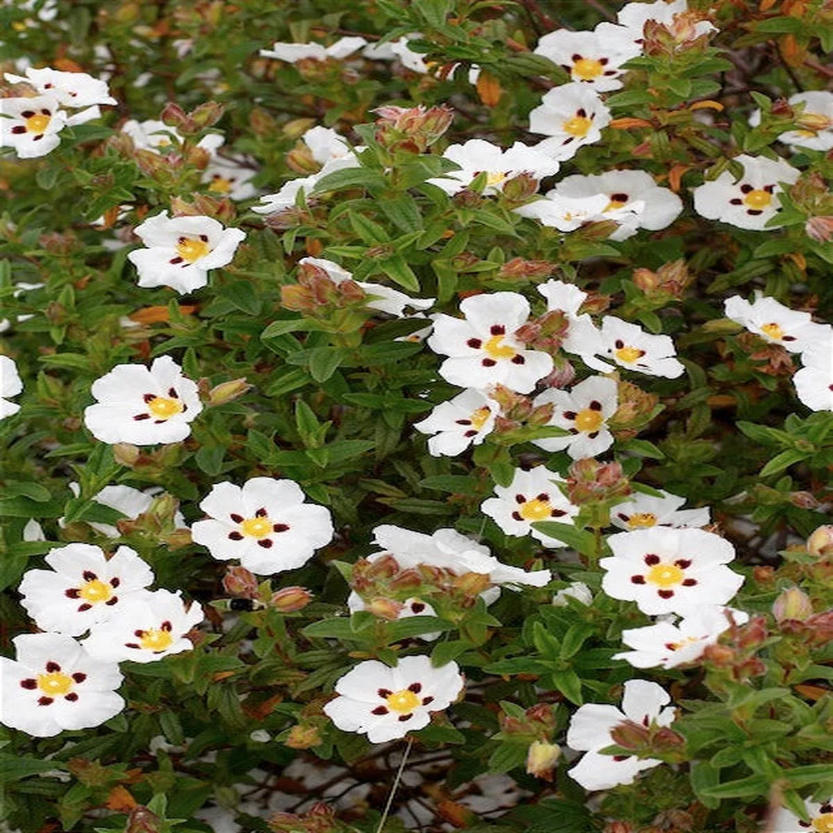 *RETAIL – Cistus’Ann Baker ’
