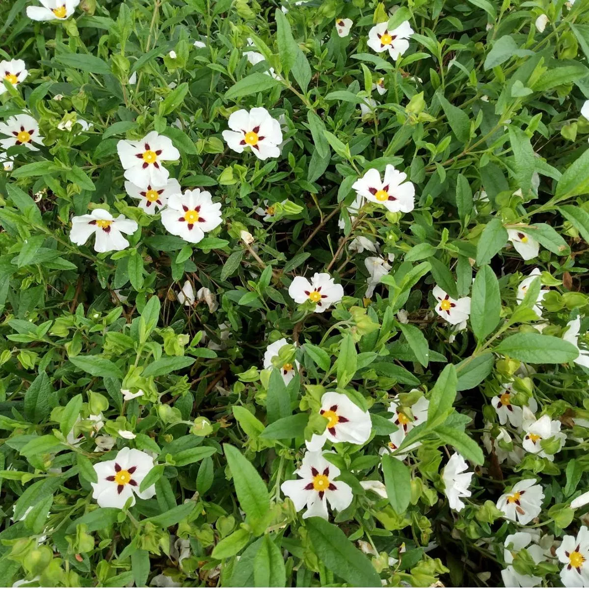 *RETAIL – Cistus’Gordon Cooper ’