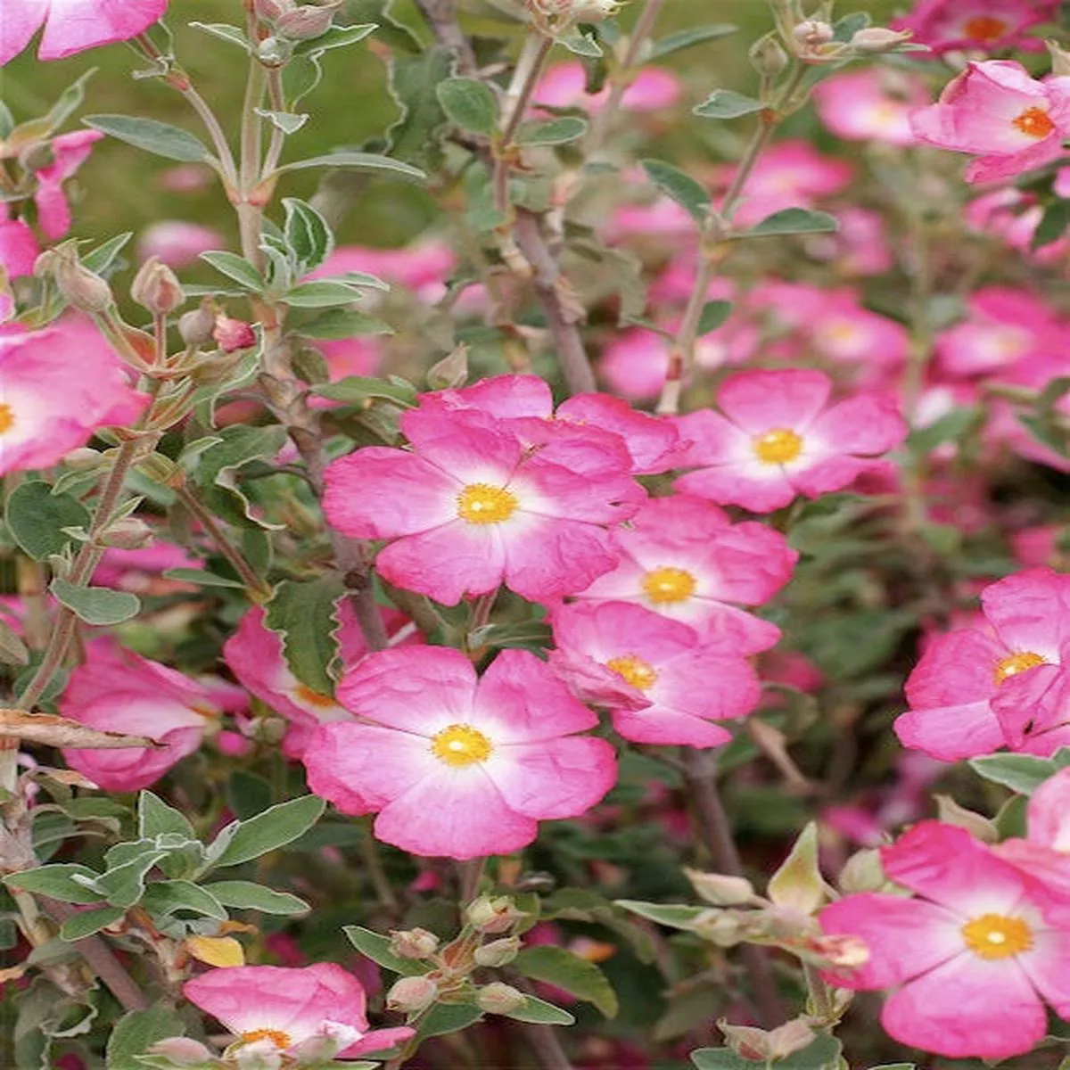 *RETAIL – Cistus’Victor Reiter ’