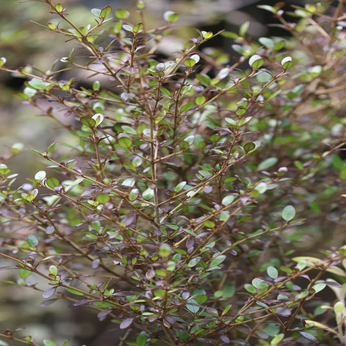 *RETAIL – Coprosma’Roy ’s Red ’