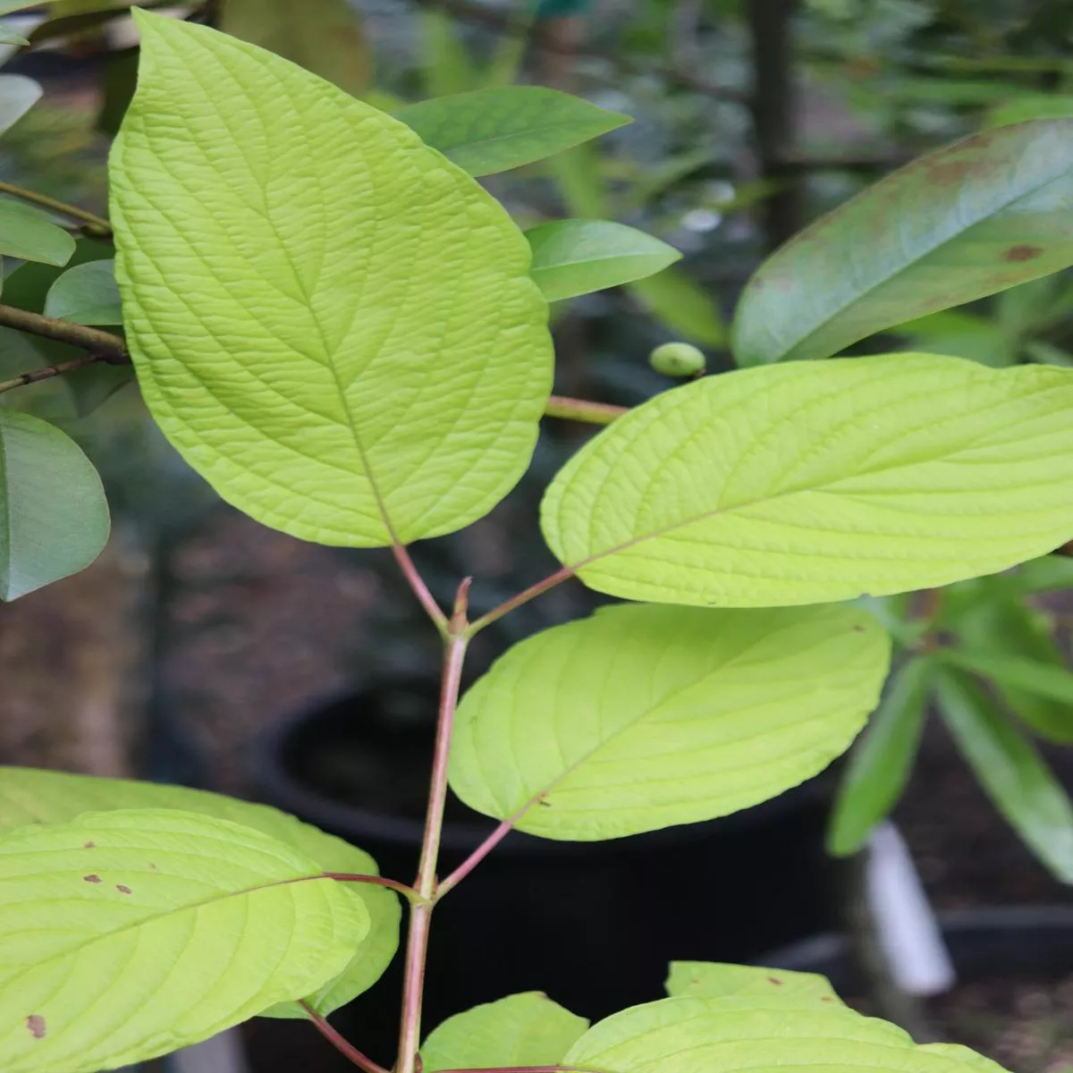 *RETAIL – Cornus sericea’Golden Surprise ’