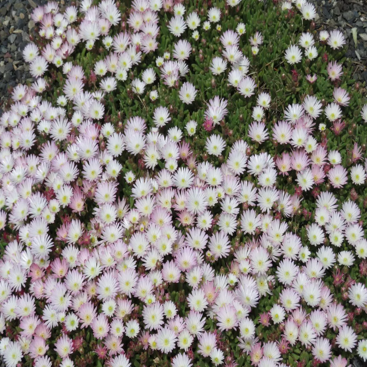 *RETAIL – Delosperma’Oberg ’