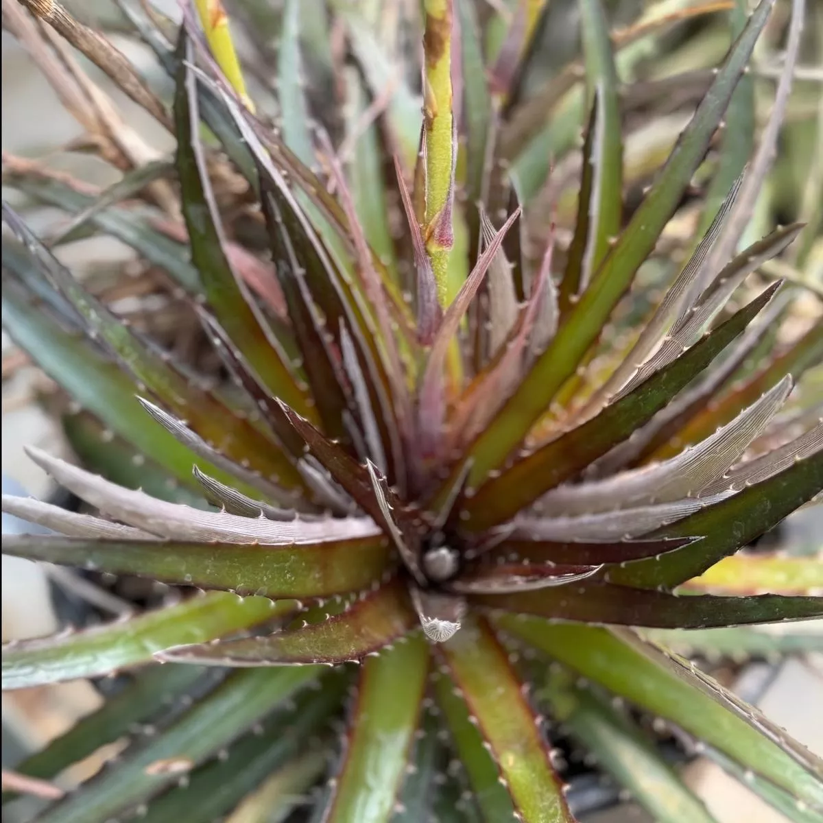 *RETAIL – Dyckia’Red Devil ’