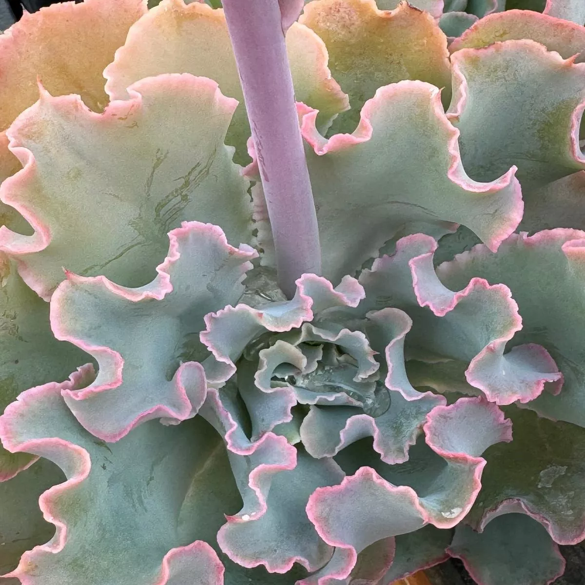 *RETAIL – Echeveria’Aquarius ’