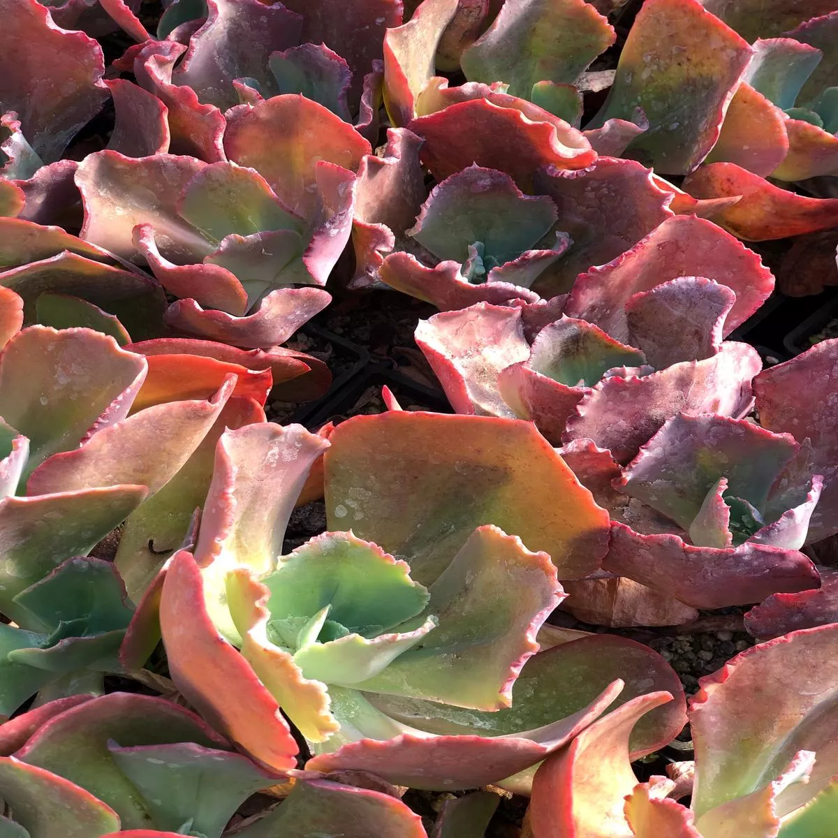 *RETAIL – Echeveria’Ruffled Red ’