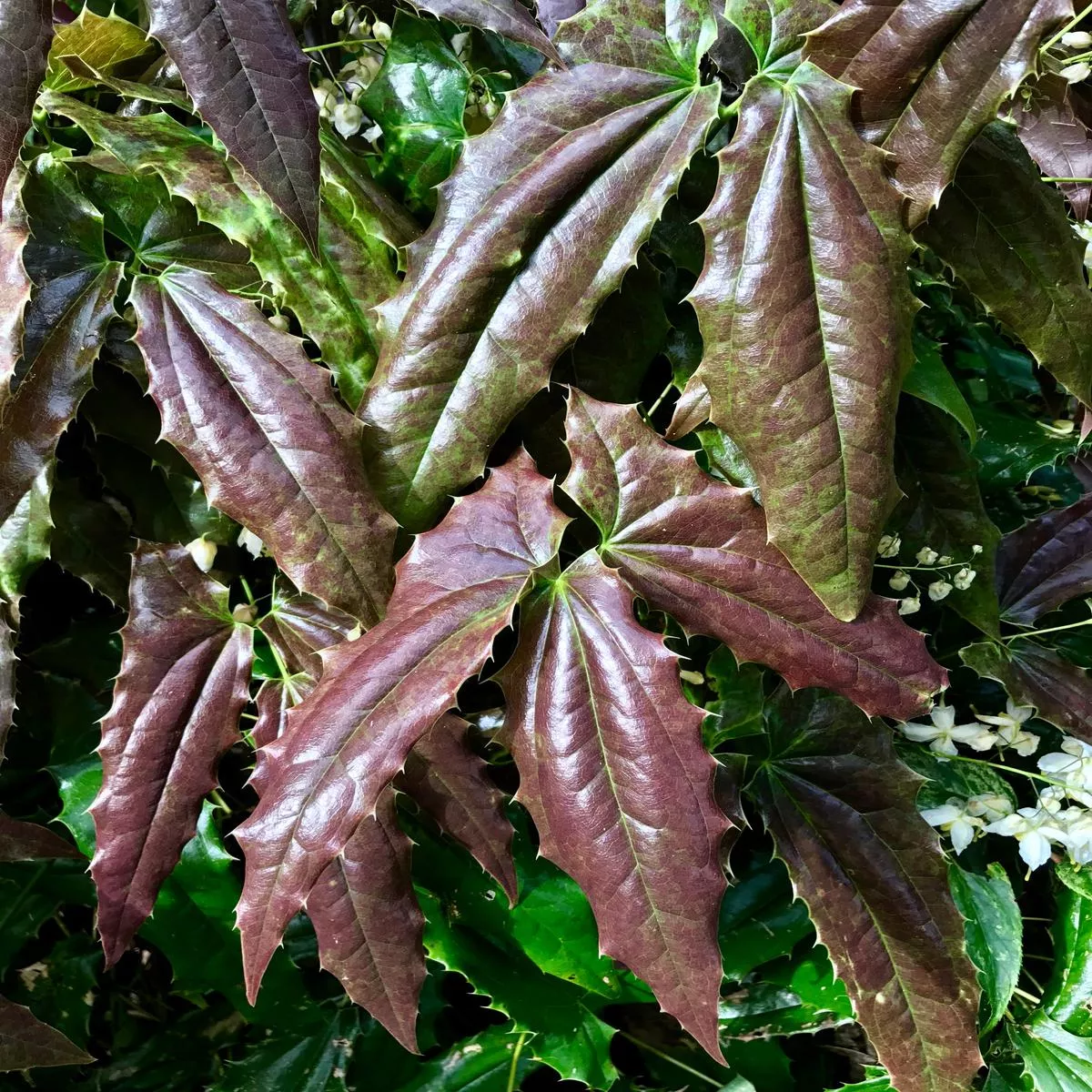 *RETAIL – Epimedium wushanense