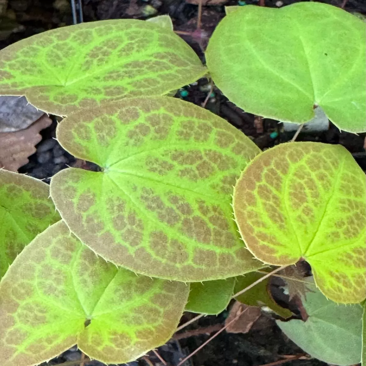 *RETAIL – Epimedium x versicolor’Sulphureum ’