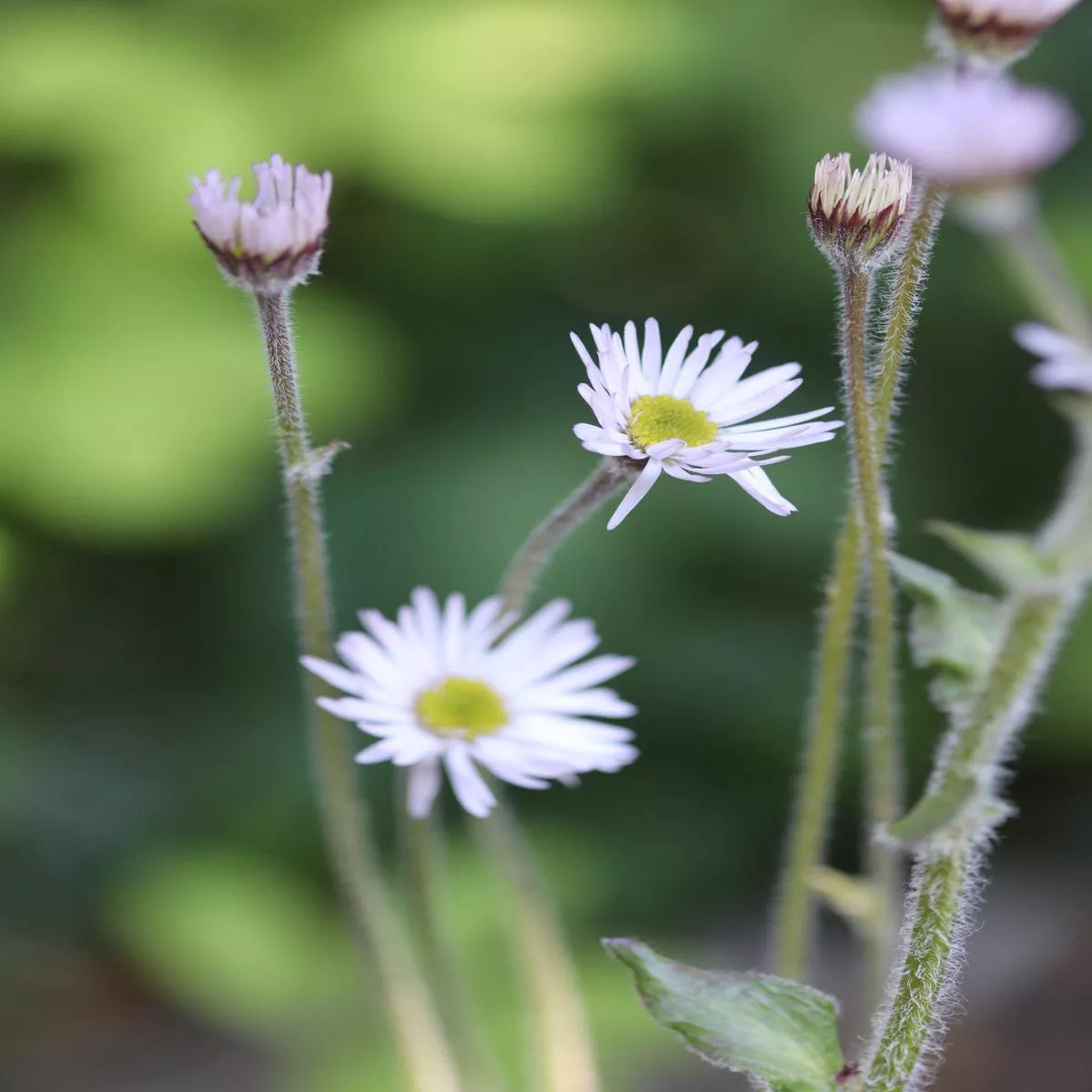 *RETAIL – Erigeron pulchellus’Meadow Muffin ’