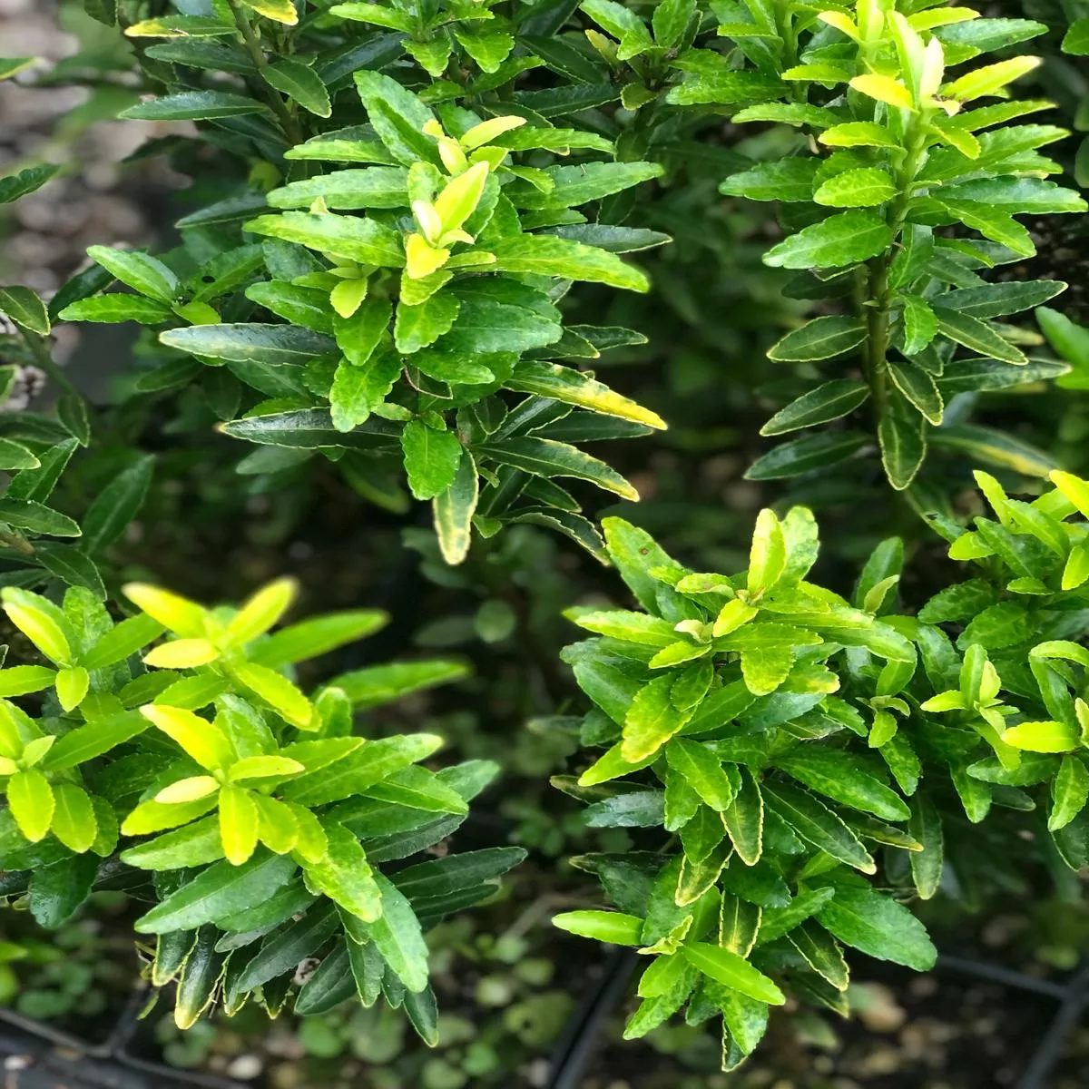 *RETAIL – Euonymus japonicus microphylla’Butterscotch ’