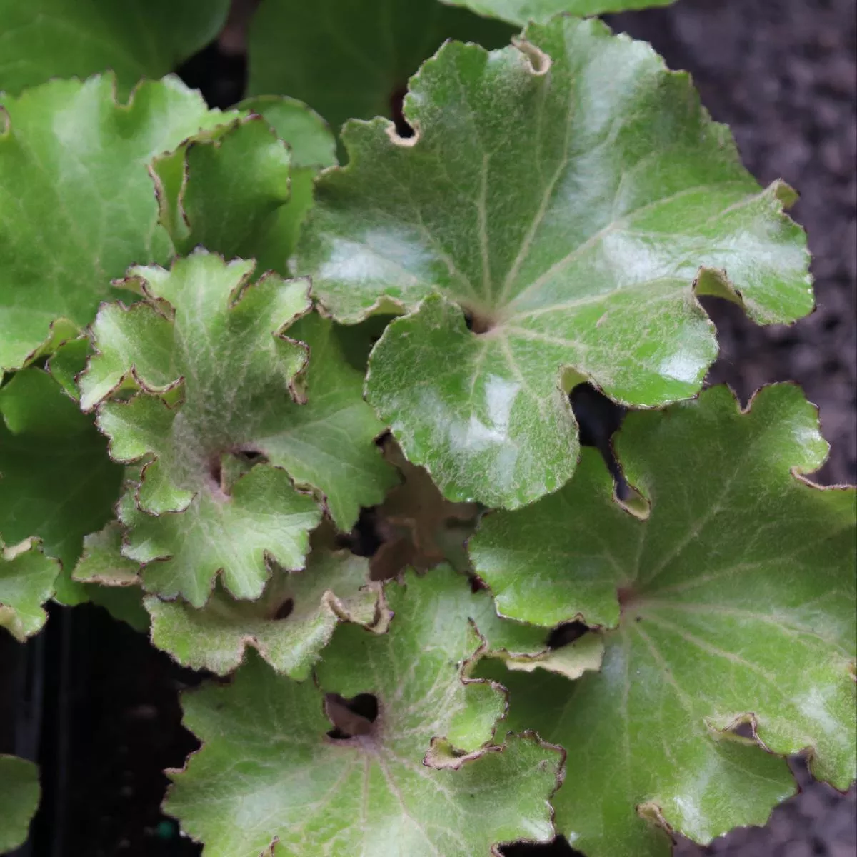 *RETAIL – Farfugium’Wavy Gravy ’