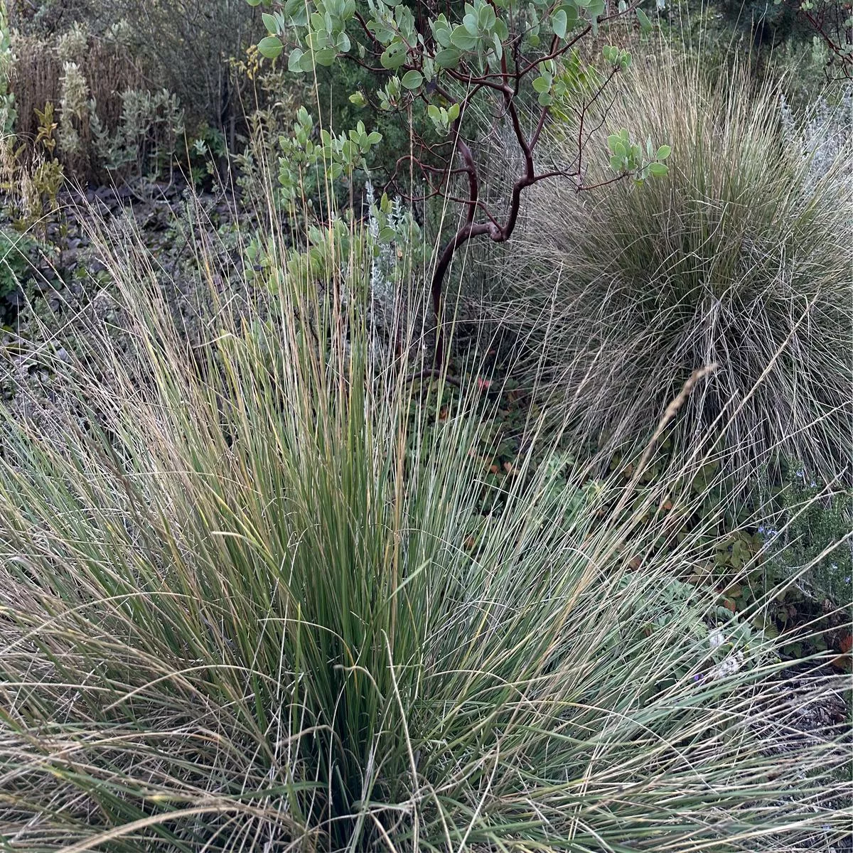 *RETAIL – Festuca mairei
