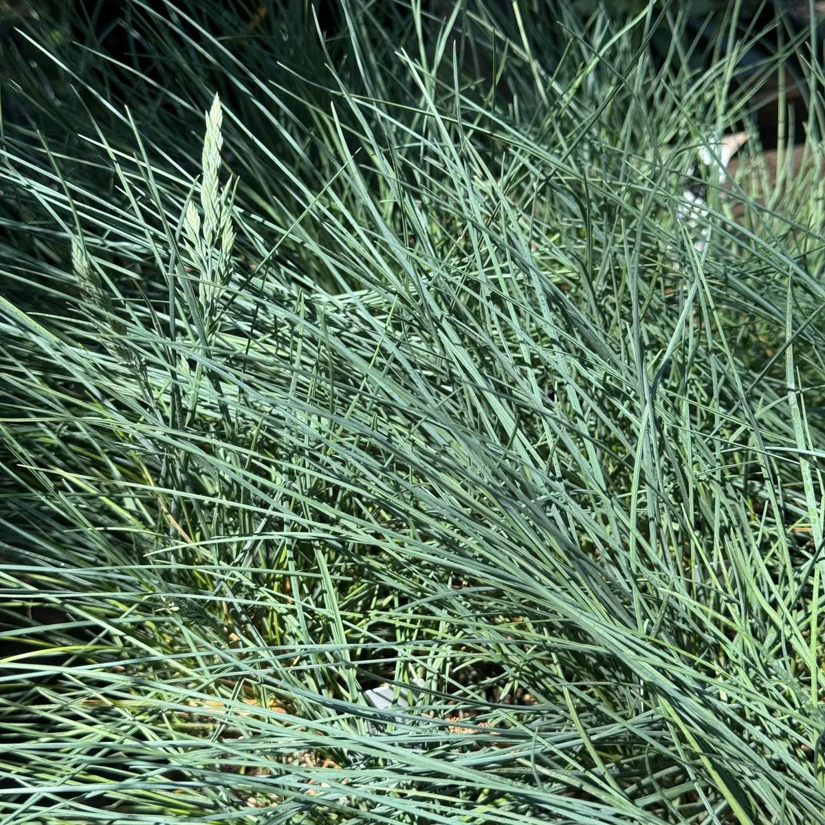*RETAIL – Festuca rubra Patricks Point
